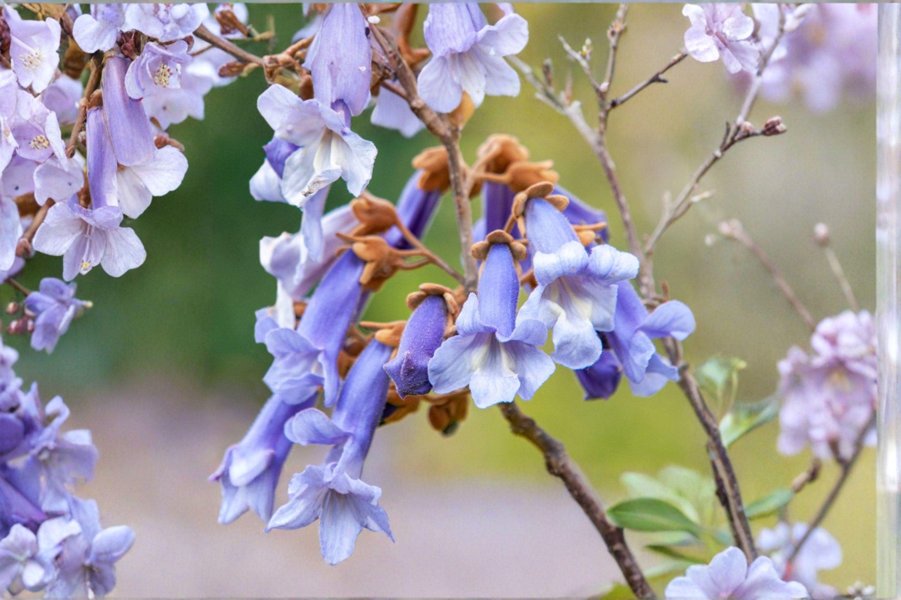 Empress Tree – Paulownia tomentosa | 100 Seeds | Fast Growing Plant | Ornamental Shade Tree