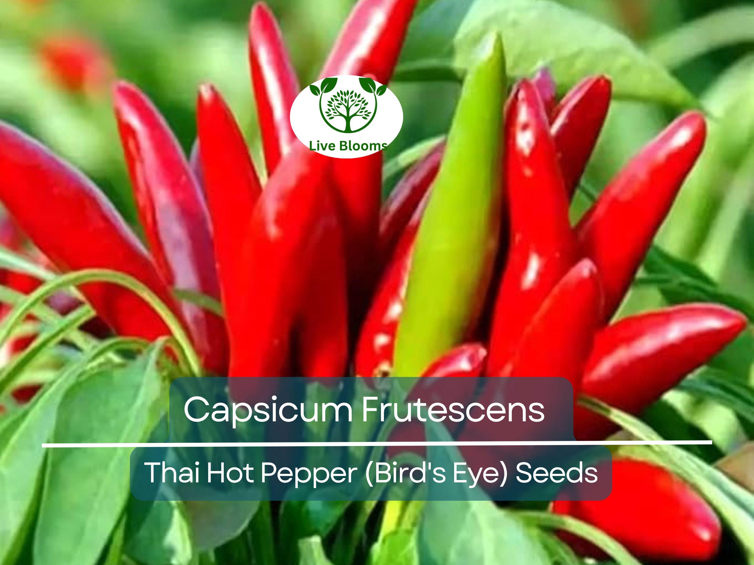 30 Seeds Thai Capsicum Frutescens Hot Pepper (Bird's Eye) – Small, Super Spicy Thai Chili Pepper for Planting, Ideal for Stir-Fries & Sauces