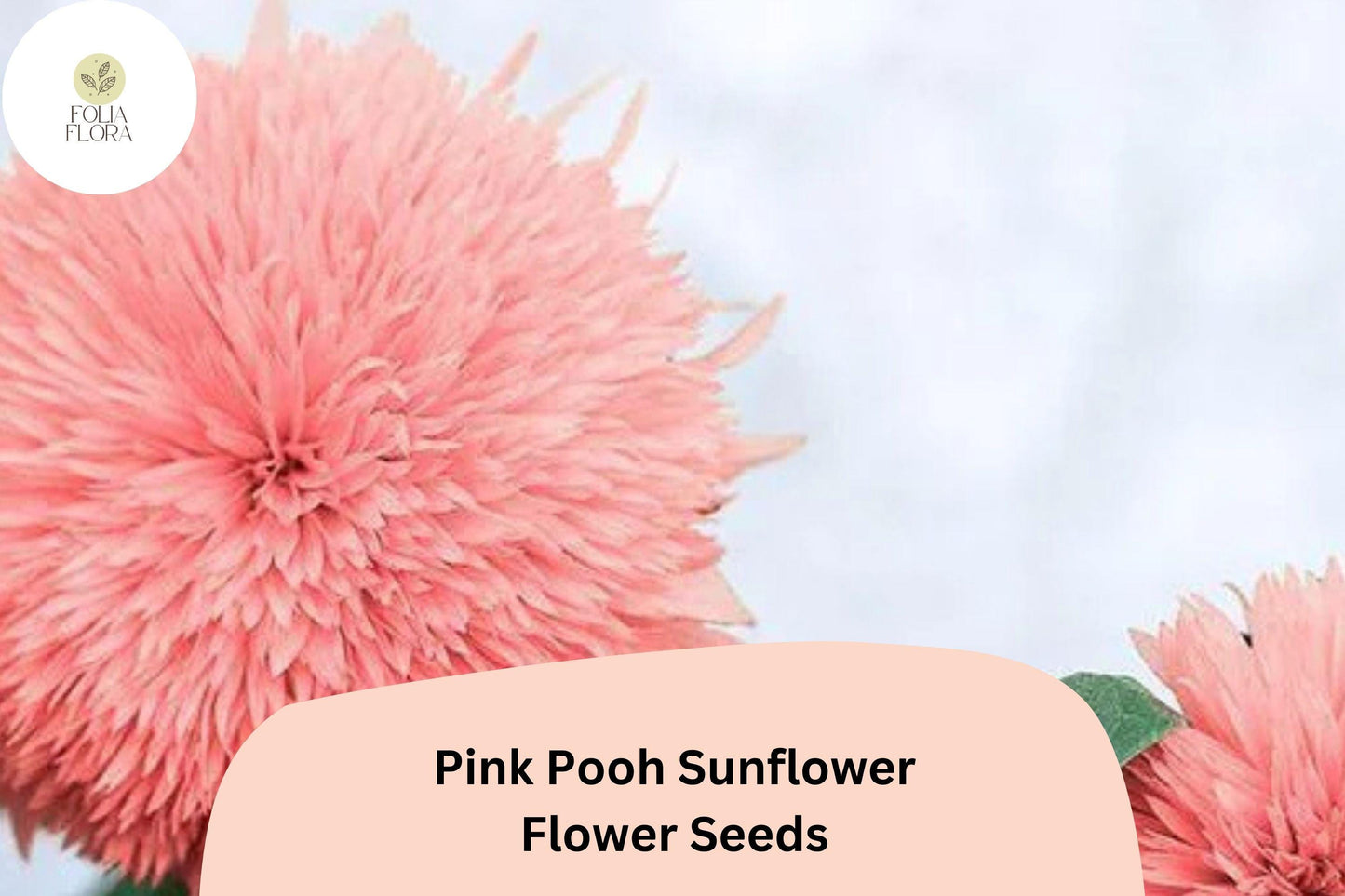 50 Pink Pooh Sunflower Seeds | Rare Soft Pink Blooms | Unique Garden Flower | Easy to Grow | Non-GMO | Pollinator-Friendly