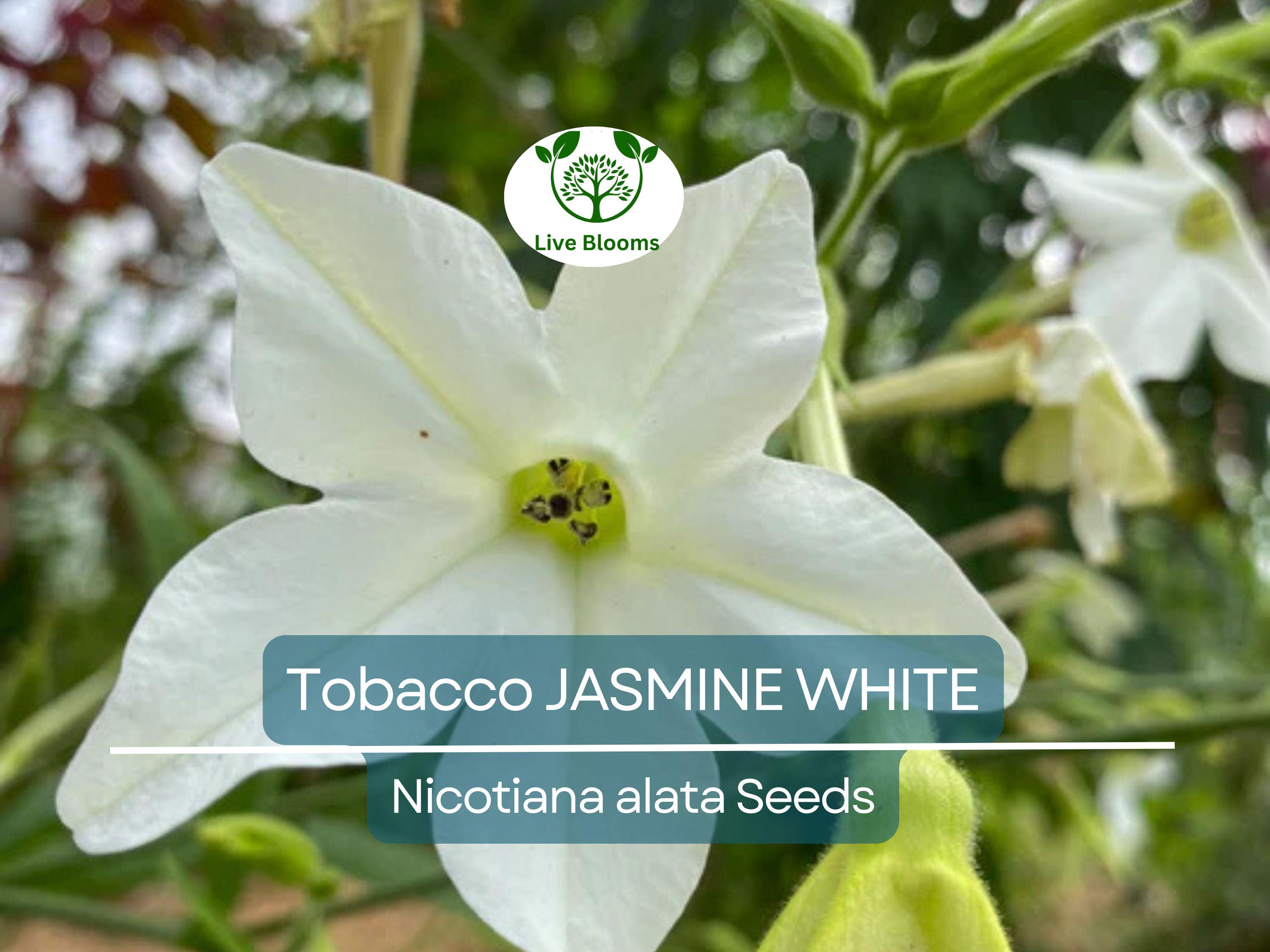 500 Jasmine Tobacco Seeds – Nicotiana alata, White Fragrant Night Blooms, Heirloom, Non-GMO, Night Scented Flower Seeds