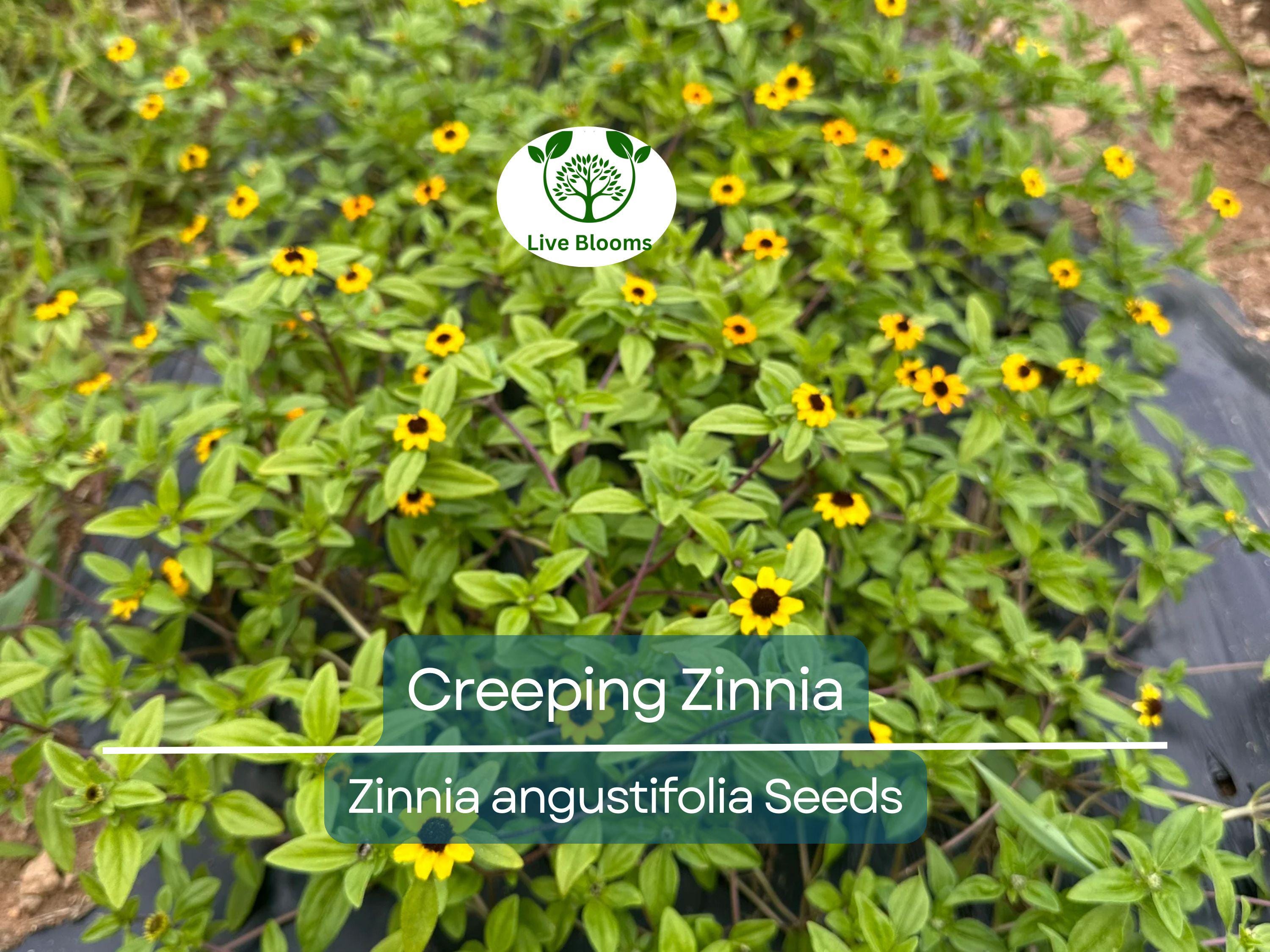 500 Creeping Zinnia Seeds - Ground Cover, Rock Garden, Low Maintenance, Vibrant Blooms, Zinnia angustifolia, Ideal for Landscaping