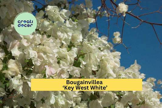 Bougainvillea ‘Key West White’ | Live Rooted Starter Plant | White Flowering Vine for Outdoor Garden, Patio Pots & Landscaping