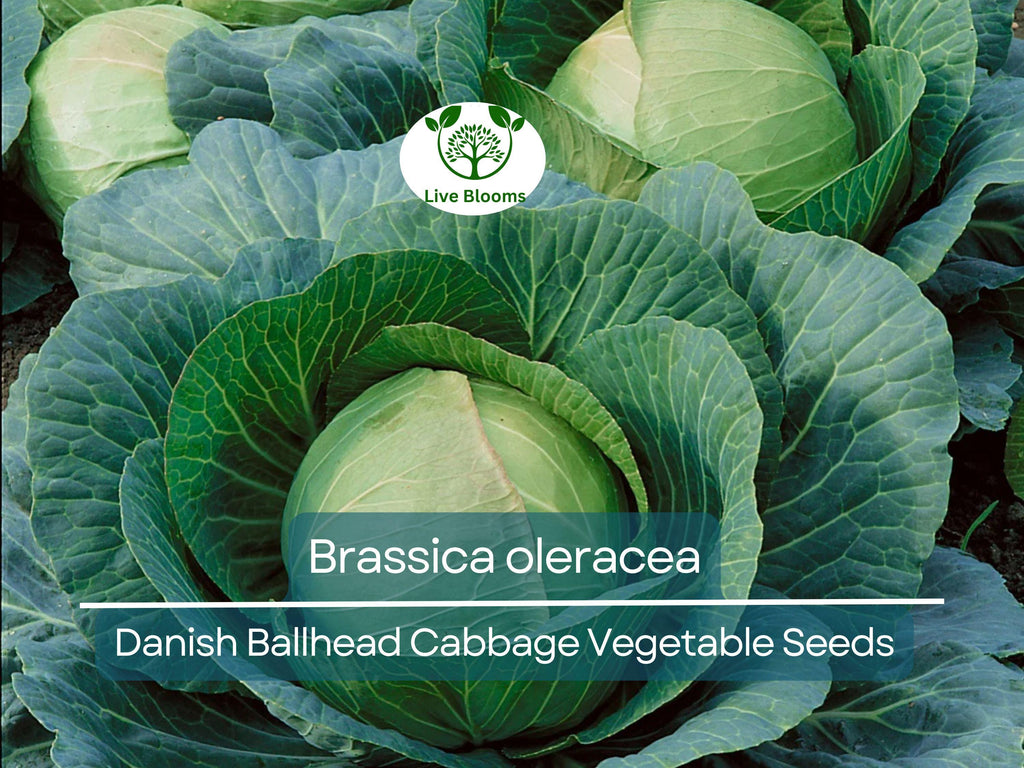 1 Gram Seeds Cabbage Danish Ballhead – Brassica oleracea | Heirloom Cabbage Variety for Planting & Gardening