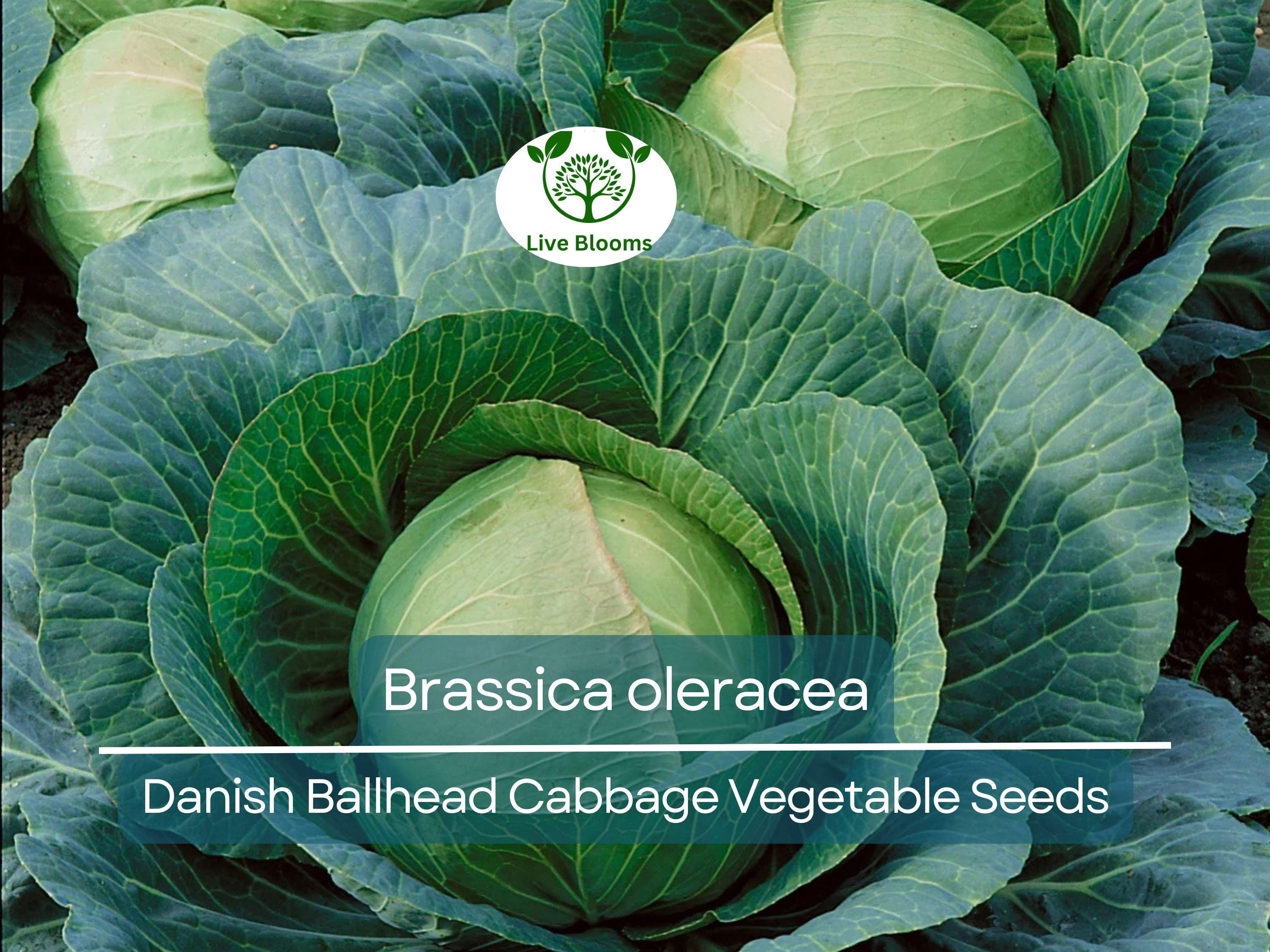 1 Gram Seeds Cabbage Danish Ballhead – Brassica oleracea | Heirloom Cabbage Variety for Planting & Gardening