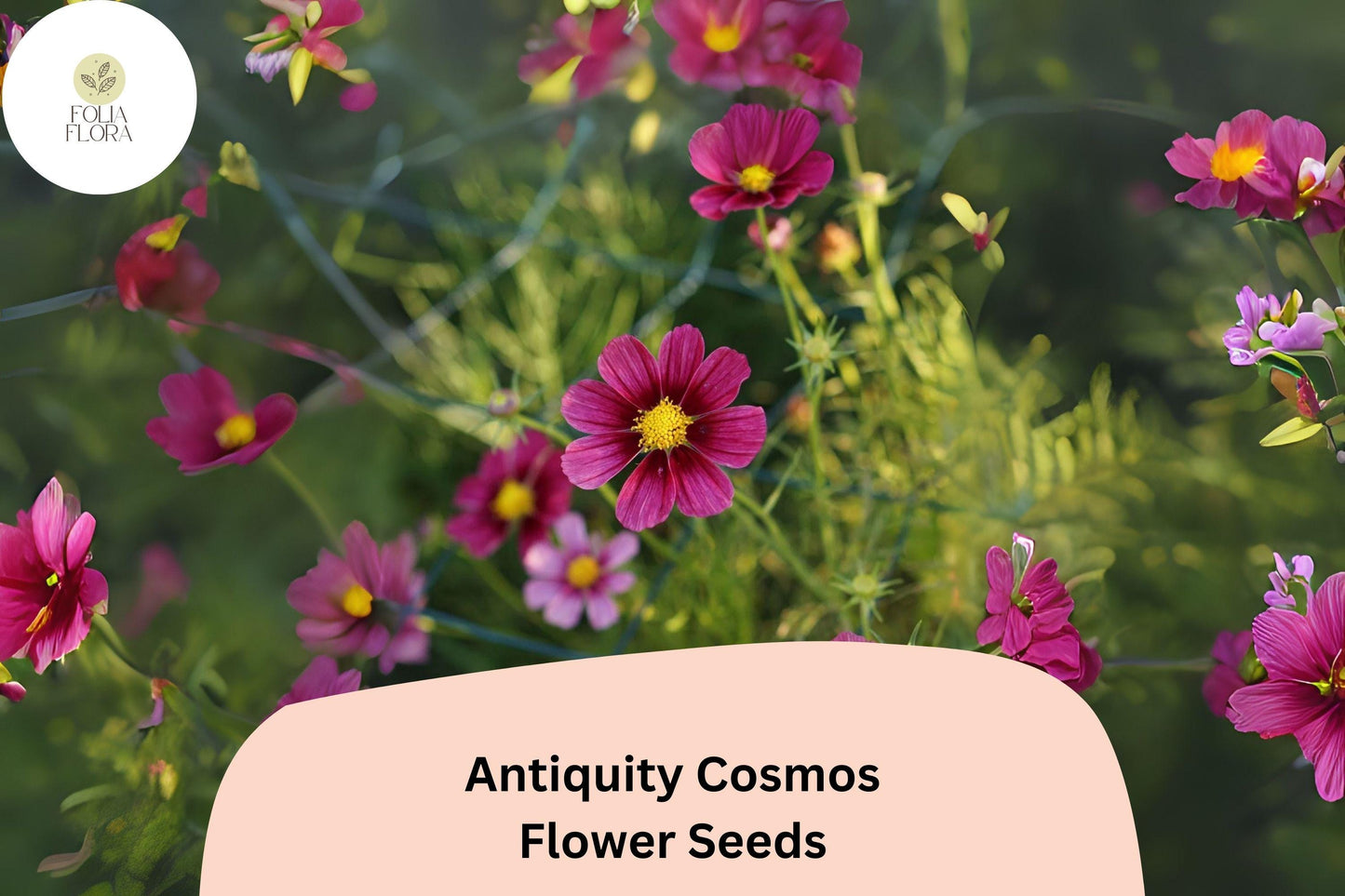 200+ Antiquity Cosmos Seeds | Rare Cosmos Bipinnatus Heirloom Flower Garden Planting