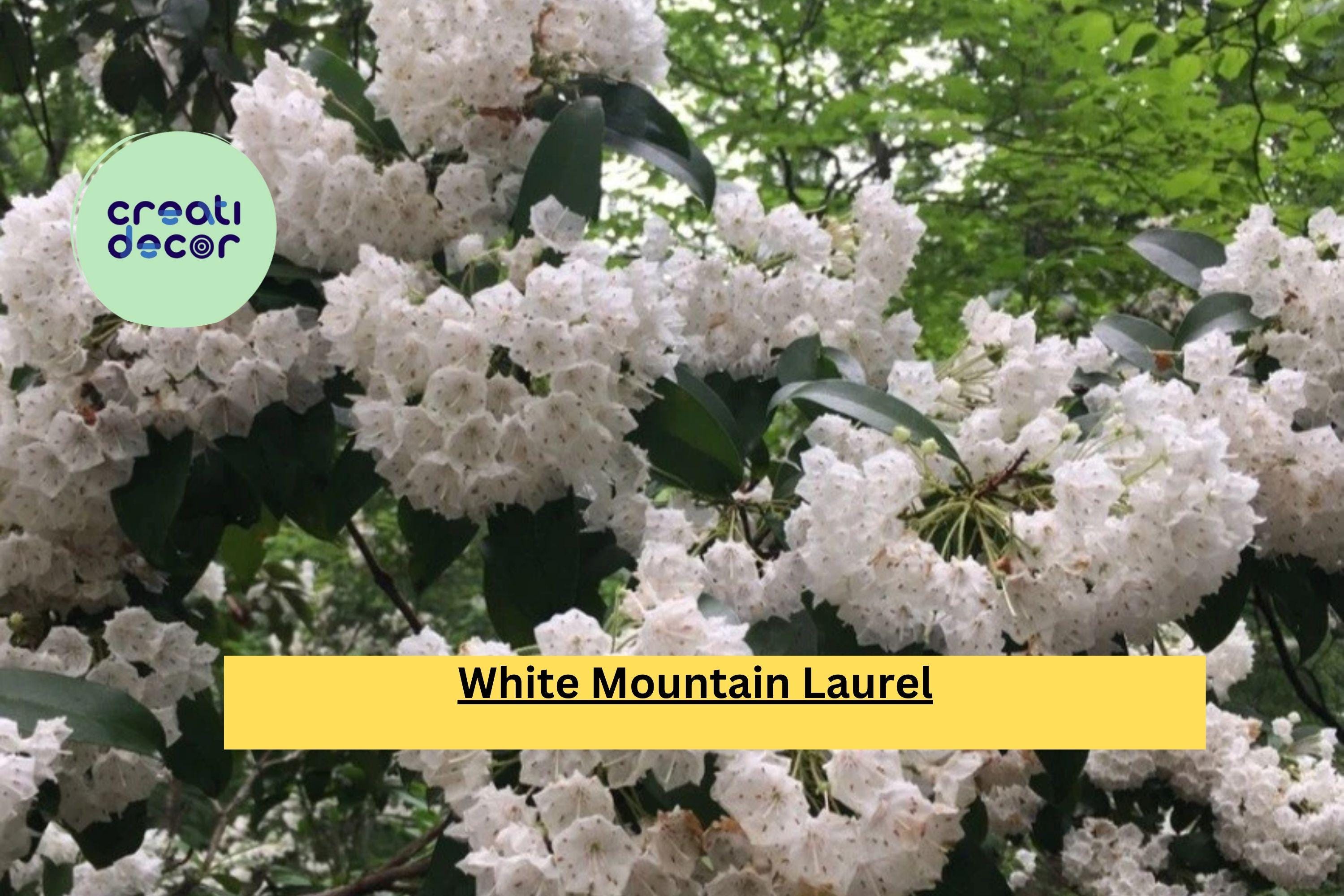 White Mountain Laurel – Live Bare Root Plant , Kalmia latifolia Shrub, Hardy Native Flowering Plant for Garden, Landscaping, Borders