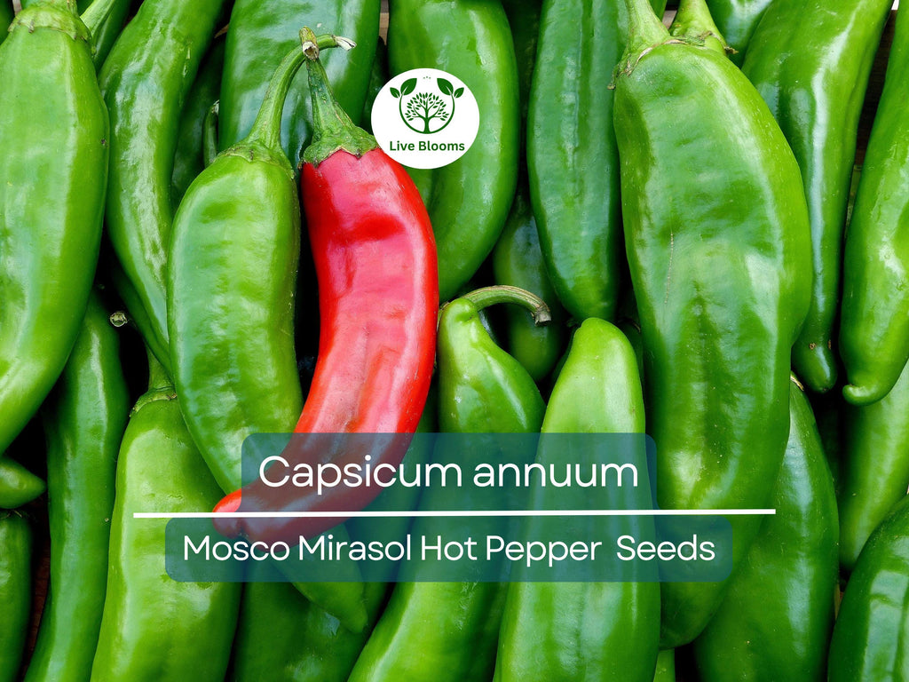 250 mg of Mosco Mirasol Chile Seeds - Pueblo Guajillo Hot Pepper | Capsicum annuum | Heirloom Pepper Seeds for Planting & Cooking
