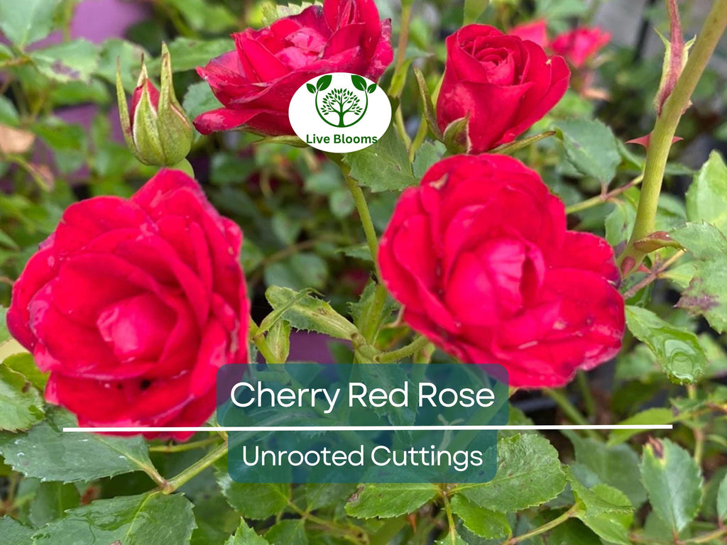 3 Unrooted Cuttings of Cherry Red Color Rose - Easy to Root, 7 Inch, Beautiful Blooms, Garden Roses, Perfect for Propagation, Rosaceae
