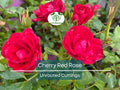 3 Unrooted Cuttings of Cherry Red Color Rose - Easy to Root, 7 Inch, Beautiful Blooms, Garden Roses, Perfect for Propagation, Rosaceae