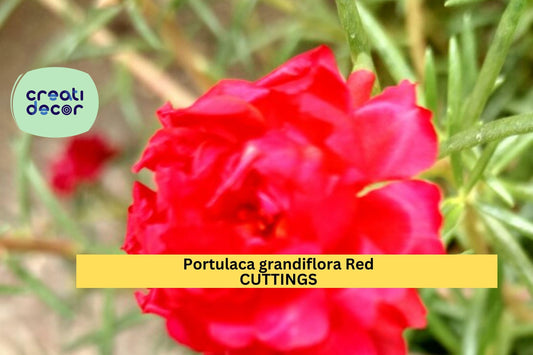 5 Red “MERAH” Portulaca Cuttings – Portulaca grandiflora | Unrooted 5-Color Mix for Planters, Ground Cover, or Summer Flower Beds