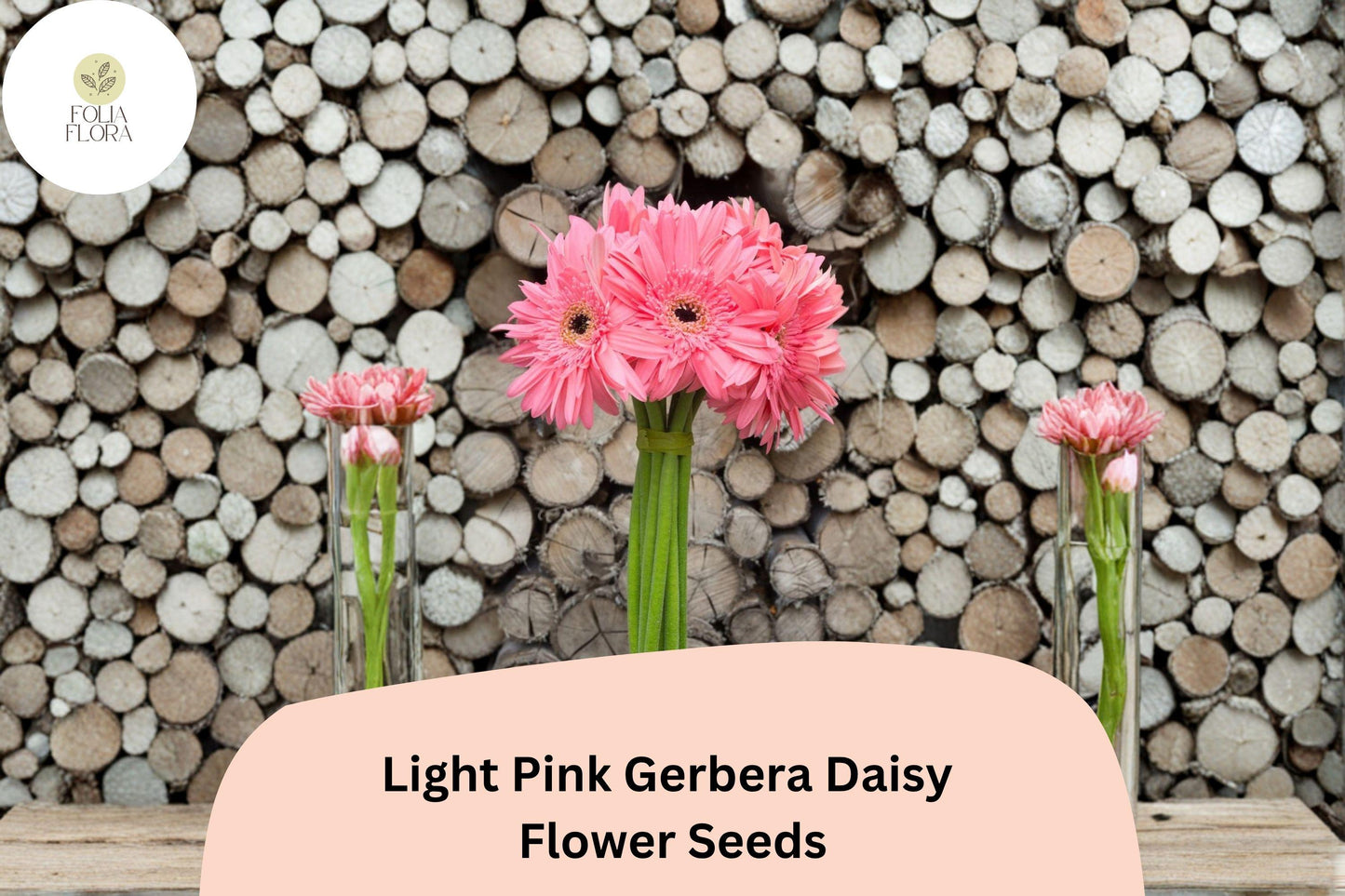 200+ Light Pink Gerbera Daisy Seeds | Soft Pastel Blooms | Garden Flower Seeds | Perfect for Pots & Borders