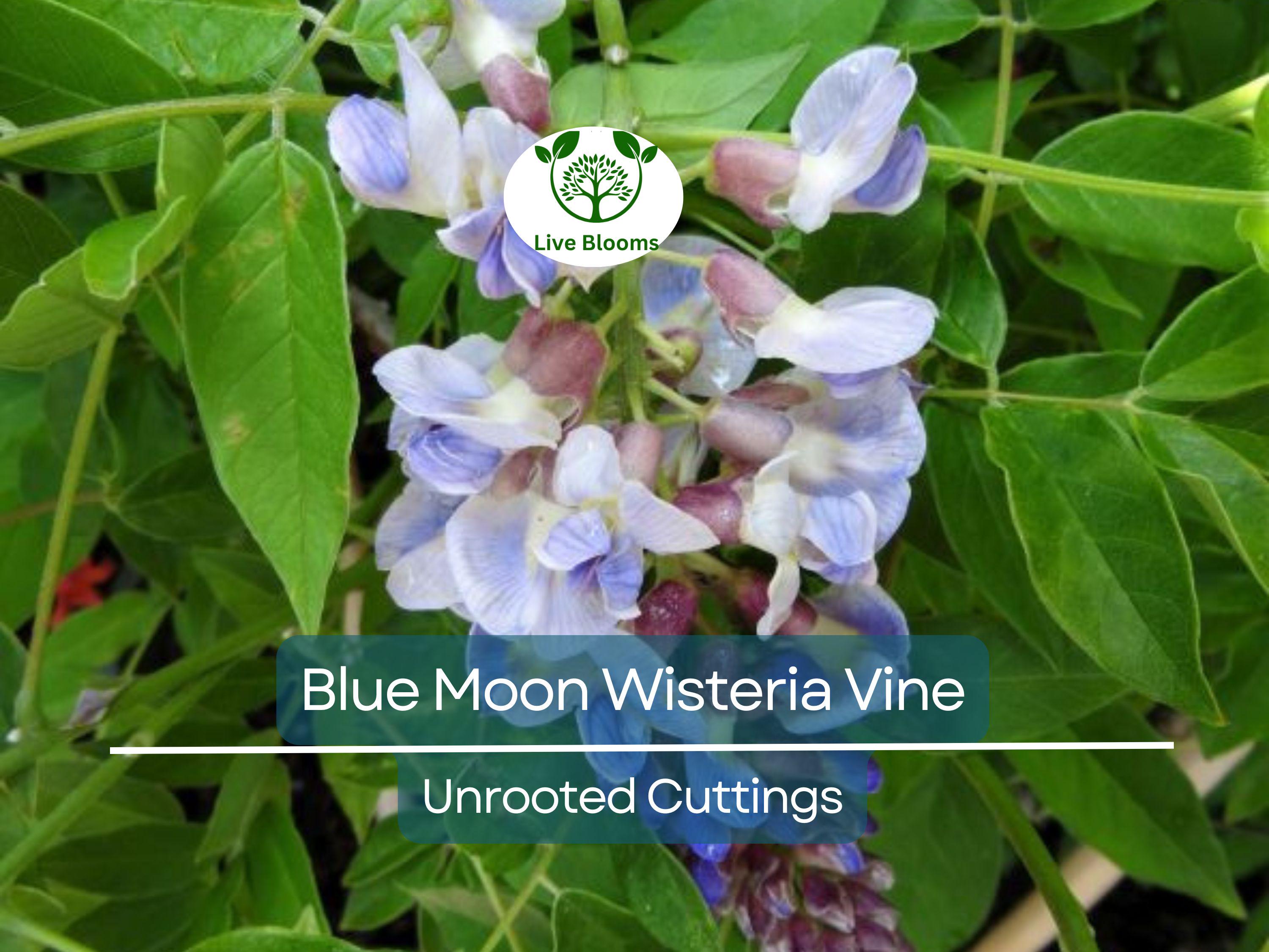 4 Wisteria Vines Blue Moon Fresh Unrooted Cuttings (Wisteria macrostachya) DIY Flowering Vine - Propagate Beautiful Blooms