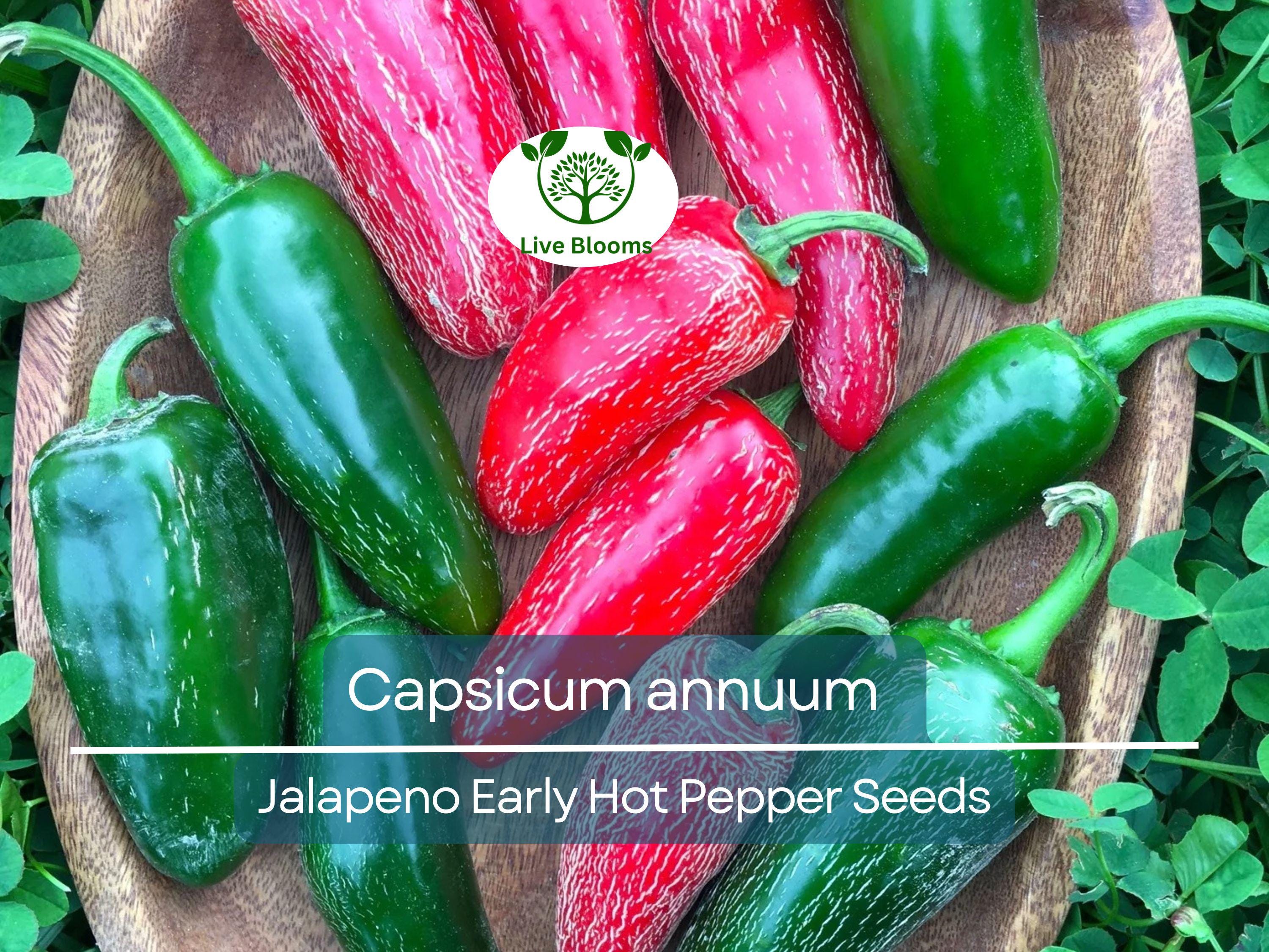 30 Seeds Jalapeno Early Hot Pepper – Capsicum annuum | Heirloom Jalapeno Seeds for Planting, Gardening & Fresh Spicy Harvests