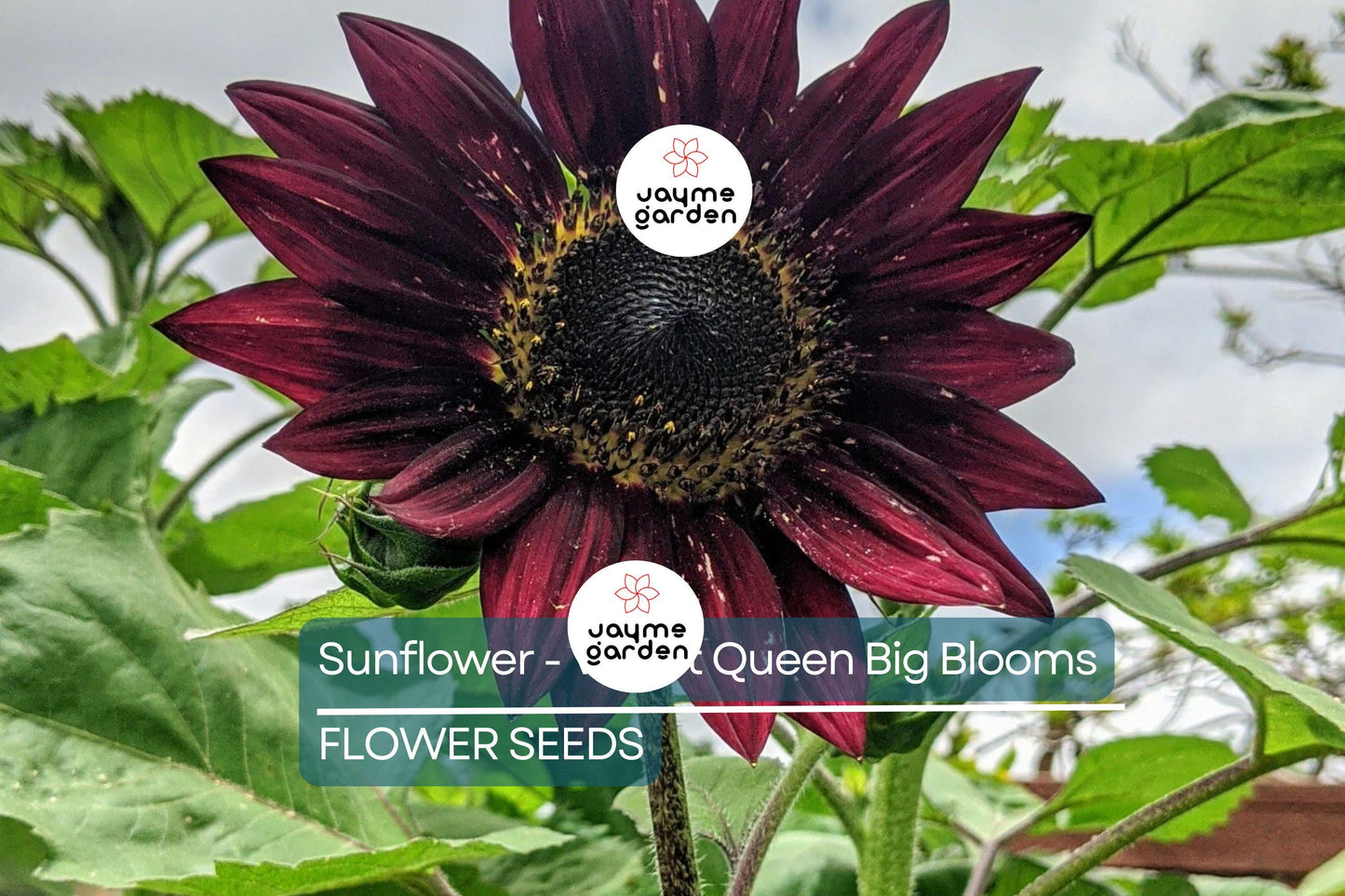 100 Velvet Queen Sunflower Seeds - Heirloom, Big Blooms, Non-GMO, Free Shipping