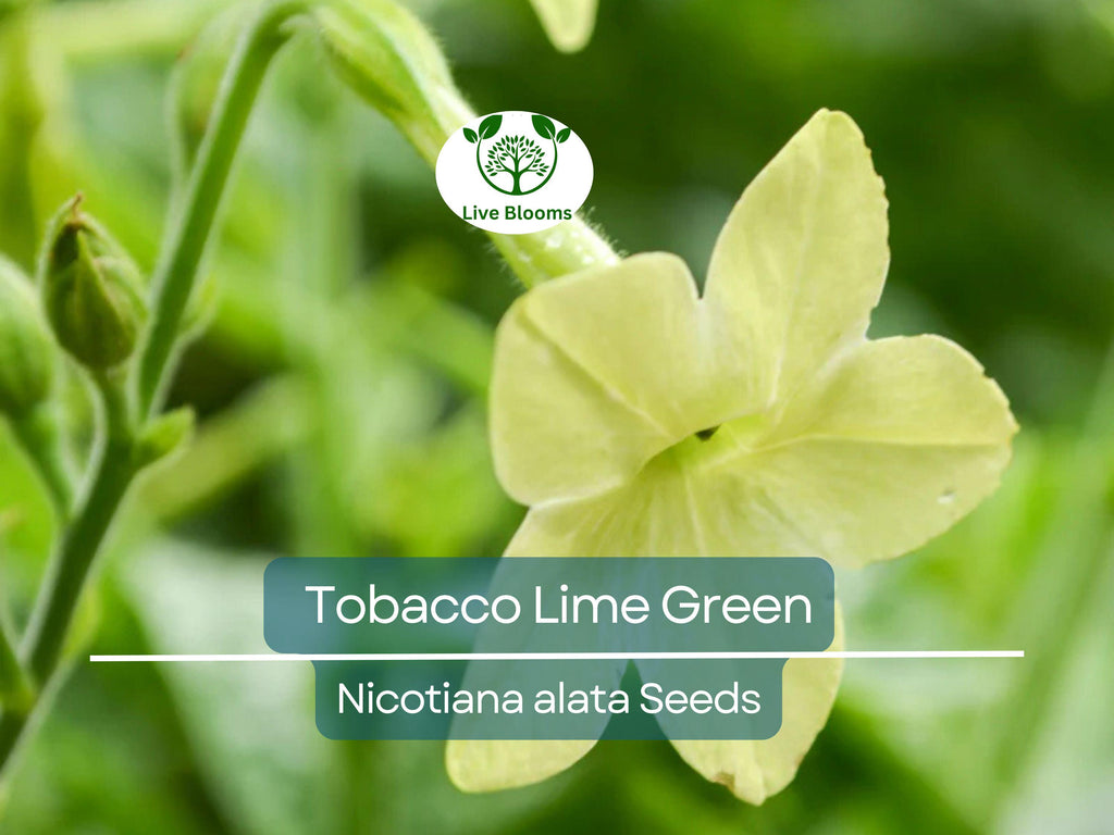 500 Seeds Tobacco Lime Green Flower Seeds, Nicotiana Pure Seed, Part-Shade, Non-GMO, Unique Green Blooms, Easy to Grow, Garden & Landscape