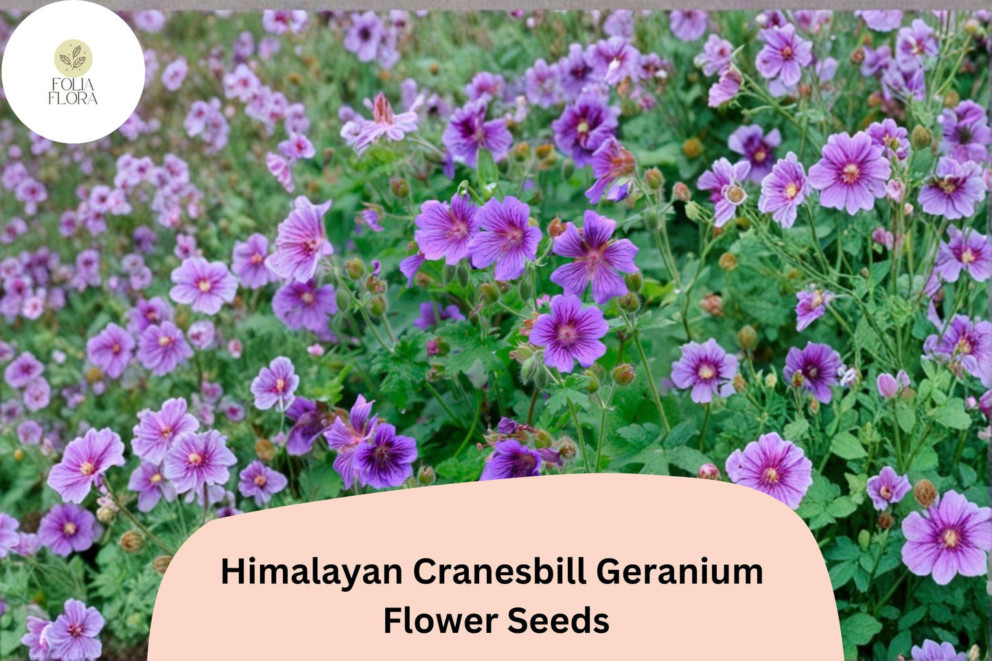 25+ Himalayan Cranesbill Geranium Seeds for Garden – Purple Hardy Perennial Flowers, Easy to Grow