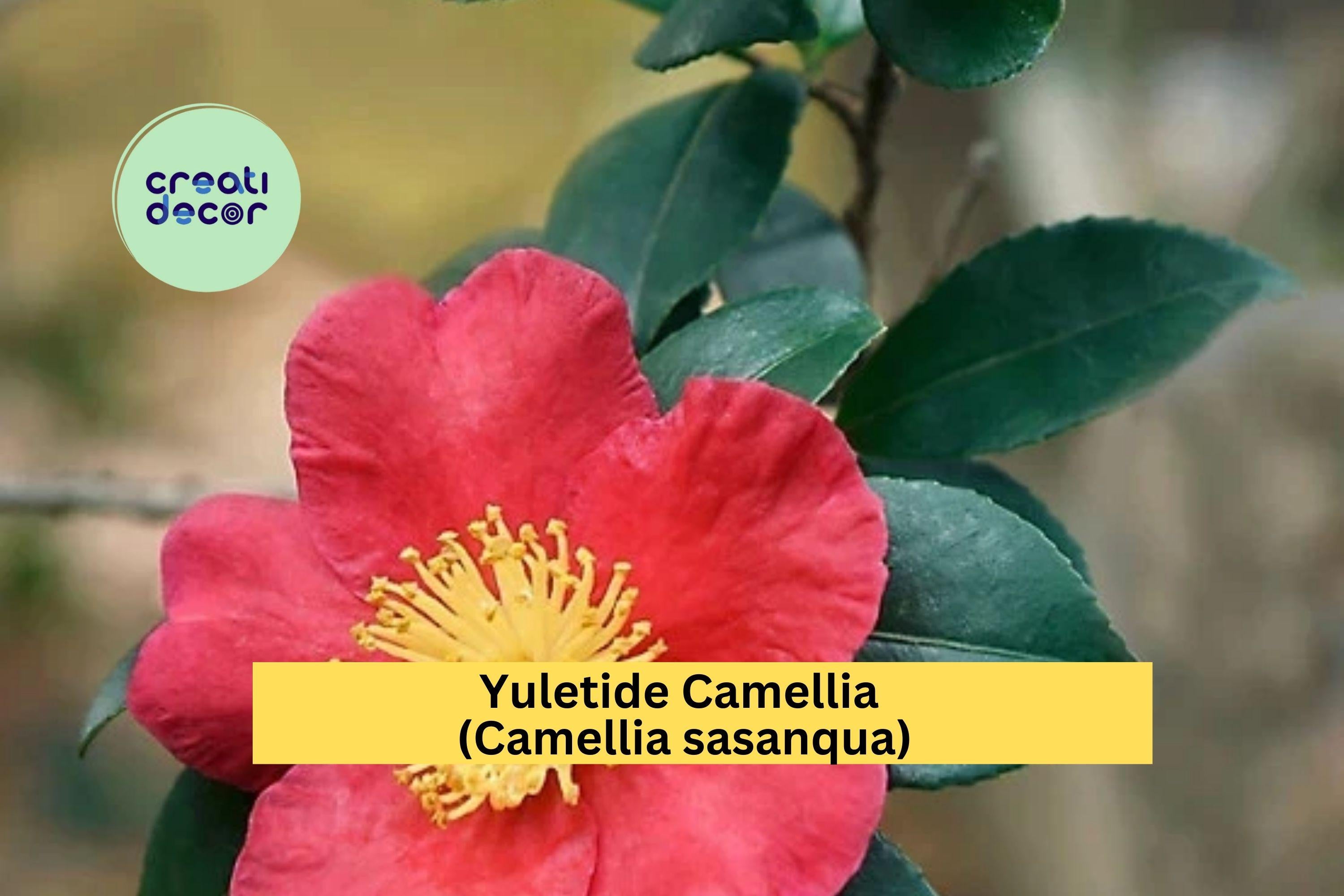 Red Yuletide Camellia Live Plant | 8–12" Rooted Shrub | Evergreen Flowering Bush with Red Blooms for Garden or Landscape