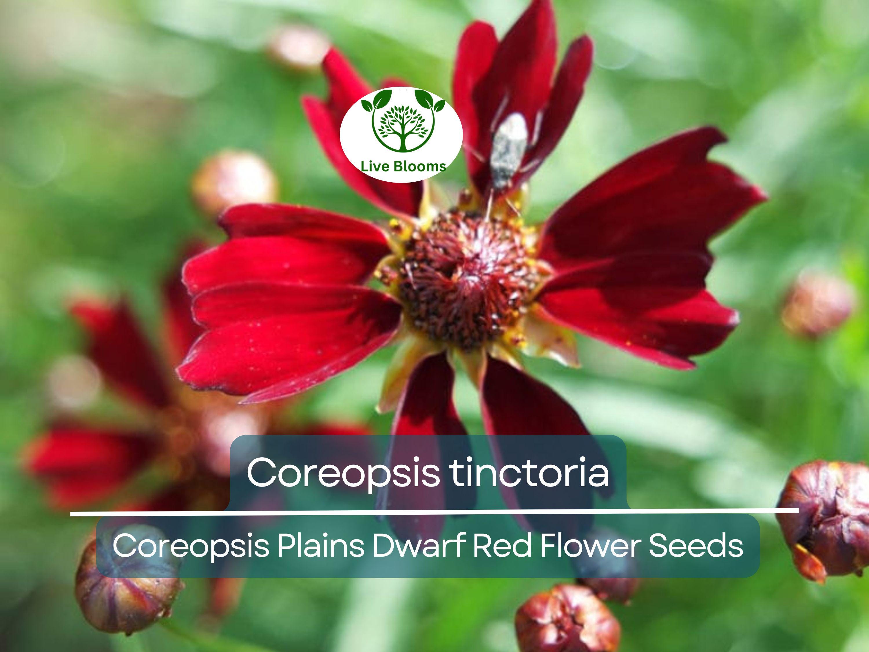 300 Seeds Coreopsis Plains Dwarf Red (Coreopsis tinctoria) Red Wildflower for Planting, Pollinator-Friendly, Low-Maintenance, Garden Blooms