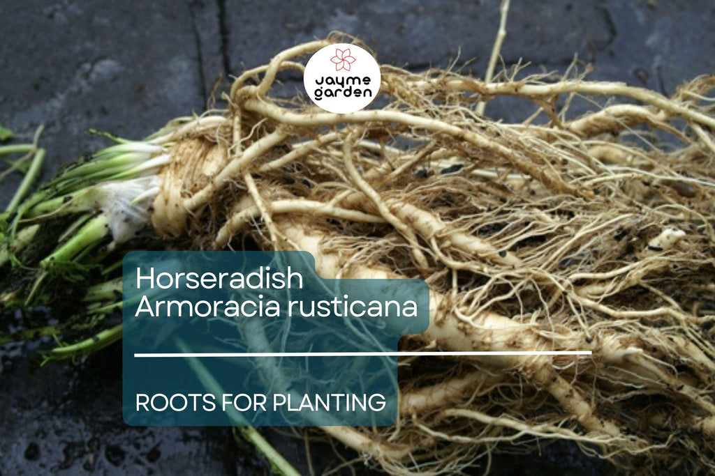 2 Horseradish Roots for Planting - Large Crowns Armoracia rusticana - Garden Perennial for Fresh Horseradish, DIY Plant Gift, Growing Guide