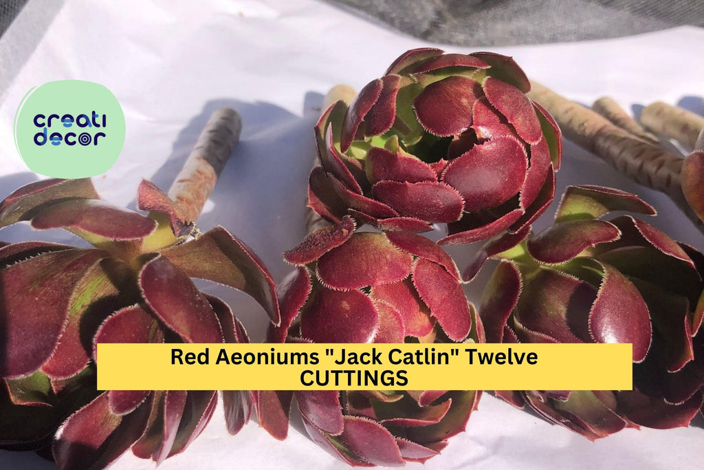 12 Aeonium Jack Catlin Cuttings | Red Rosette Succulent Starter | 6" Tall Unrooted Stems | Bold Foliage for Containers or Beds