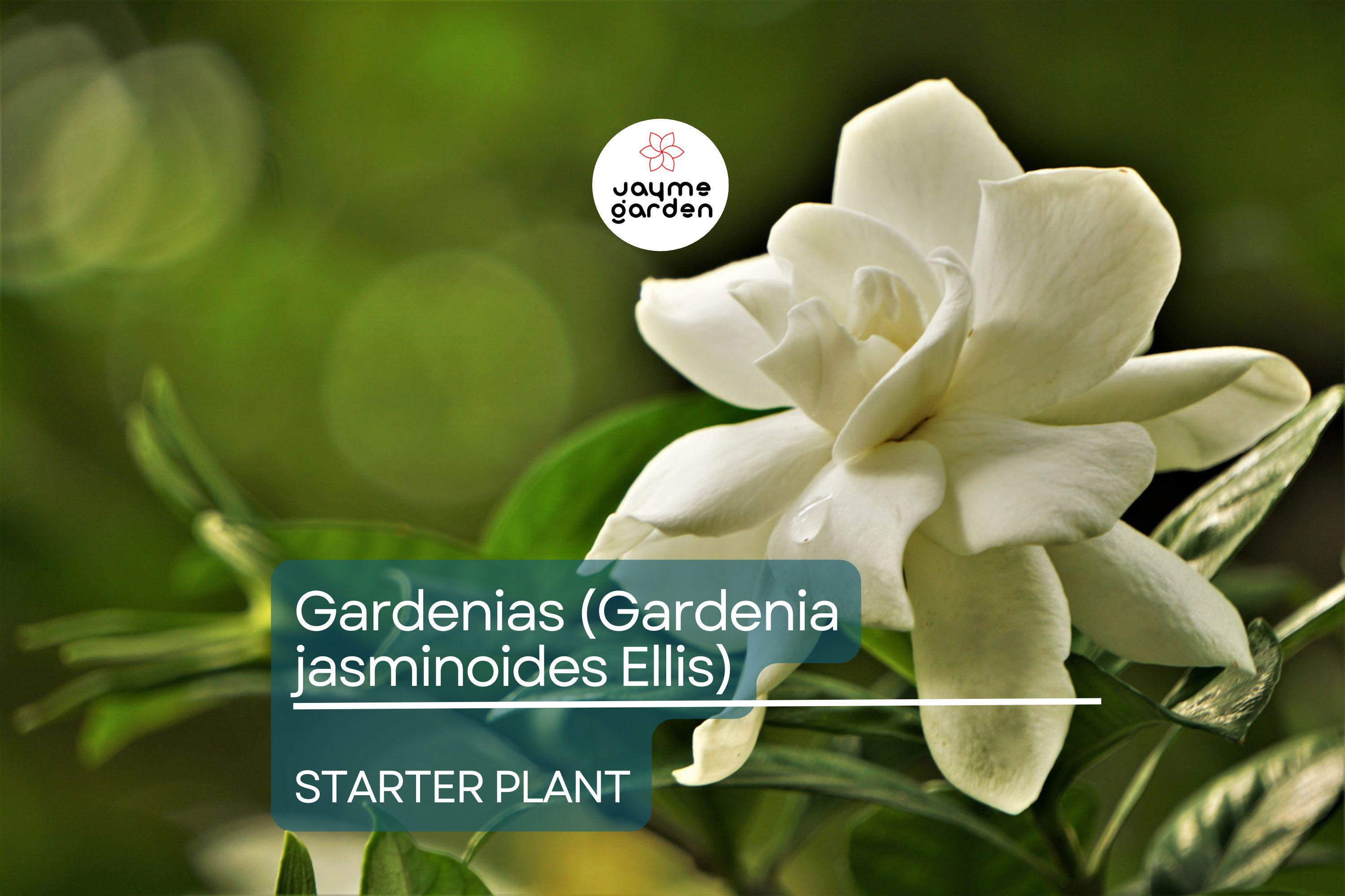 Gardenia Starter Plant (Gardenia jasminoides) – Fragrant Live Shrub, 1-2 Ft Tall, Ready to Plant, Lush Green Foliage & White Blooms
