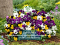 200 Seeds Pansy Mix Heirloom, Viola Flowers, Non-GMO, Edible, Groundcover, Attracts Pollinators, Vibrant Garden Blooms, Easy to Grow