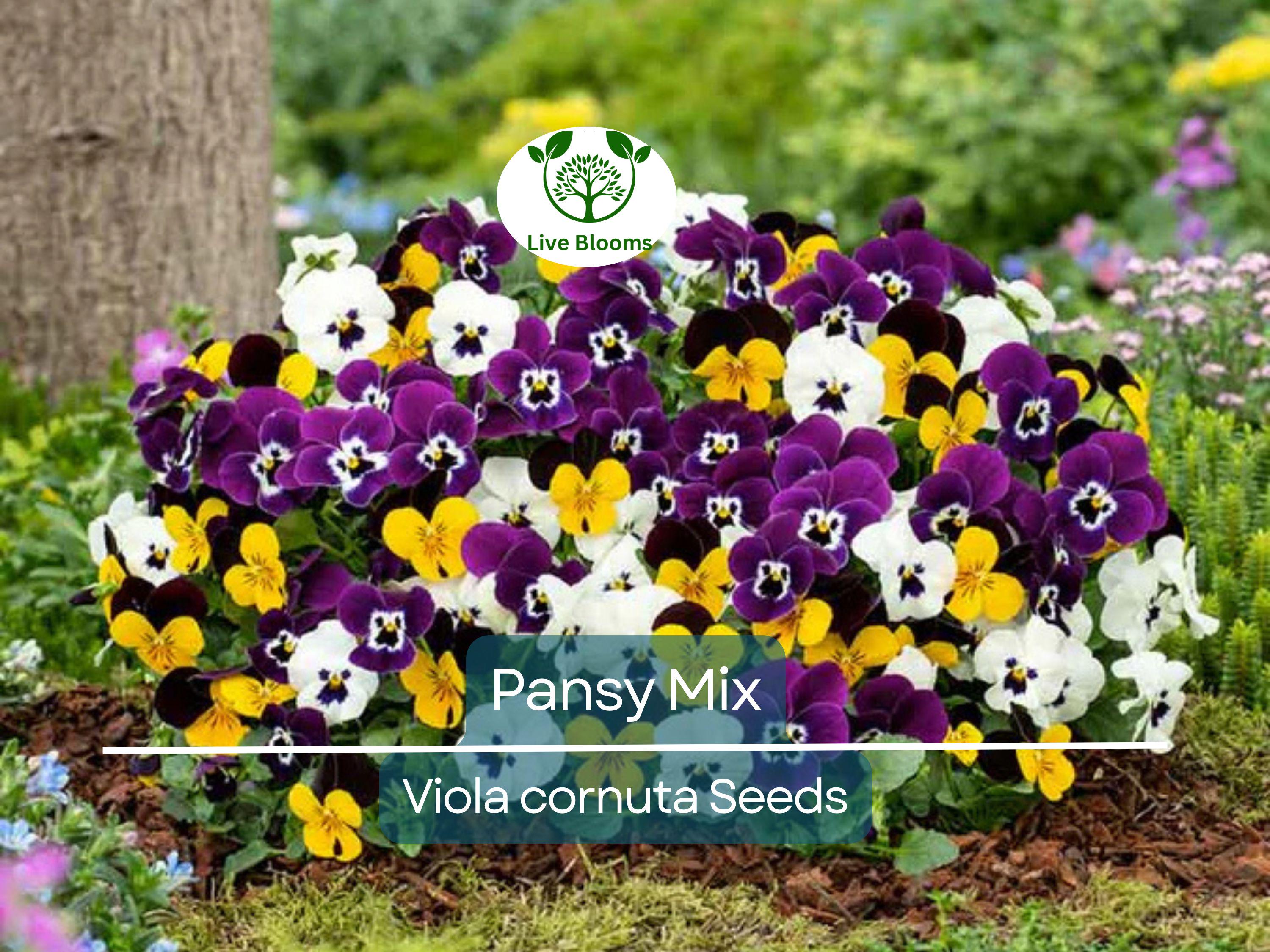 200 Seeds Pansy Mix Heirloom, Viola Flowers, Non-GMO, Edible, Groundcover, Attracts Pollinators, Vibrant Garden Blooms, Easy to Grow