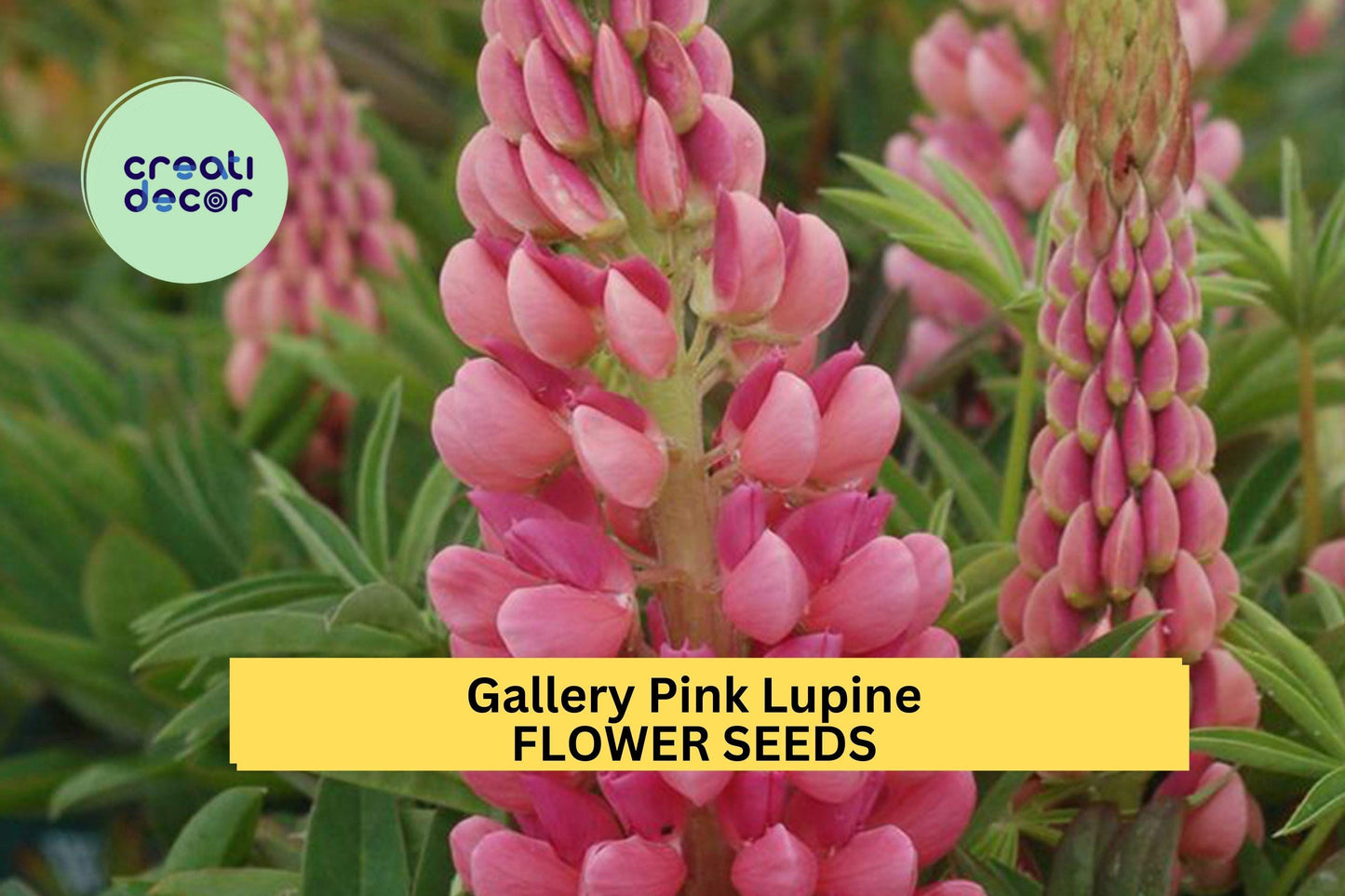 25+ Gallery Pink Lupine Seeds – Compact Pink Flower Spikes for Garden Planting, Pollinator-Friendly Perennials for Borders – USA