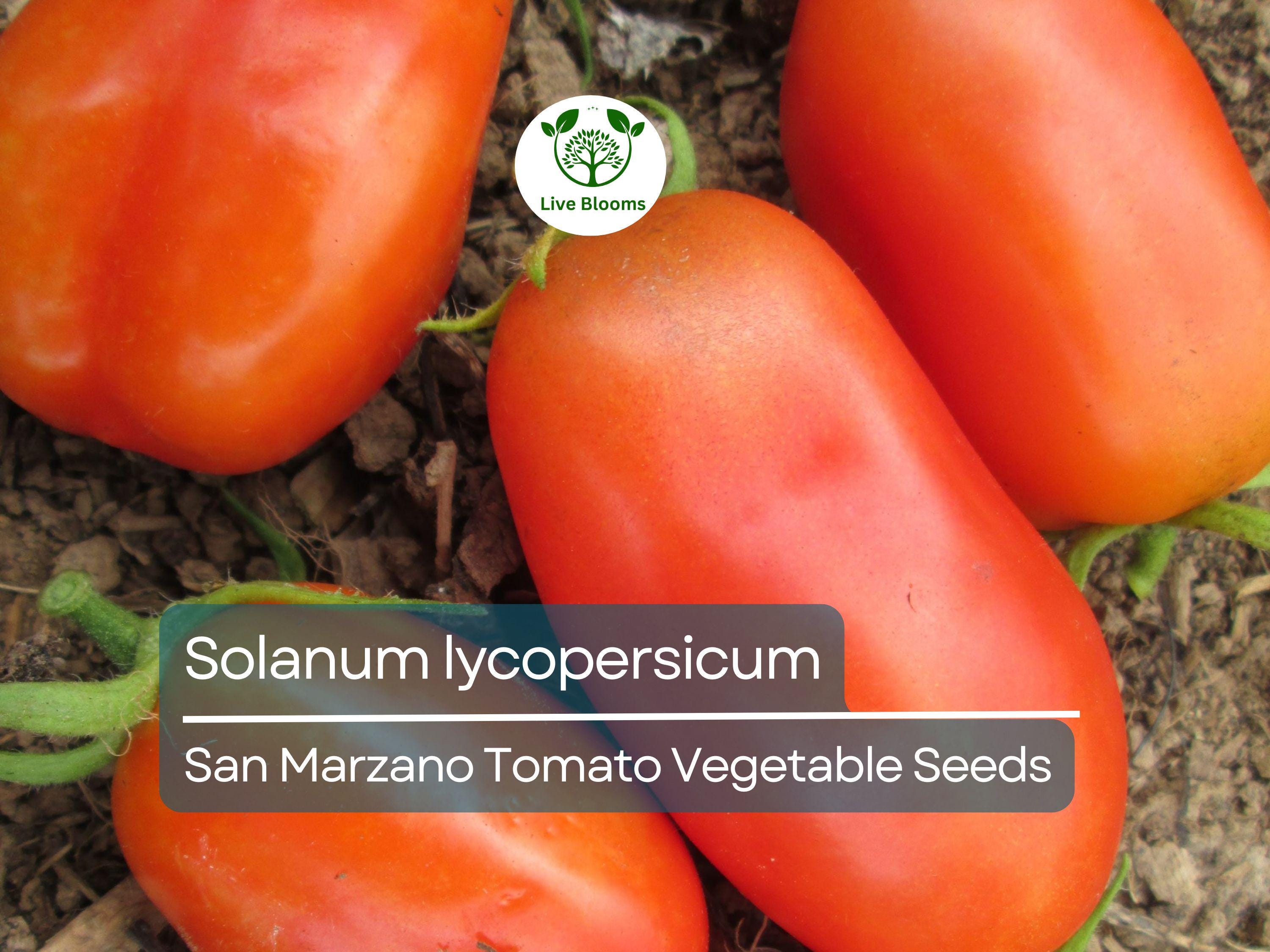 100 mg San Marzano Tomato Seeds - Solanum lycopersicum | Heirloom Italian Paste Tomato for Planting, Gardening & Sauces