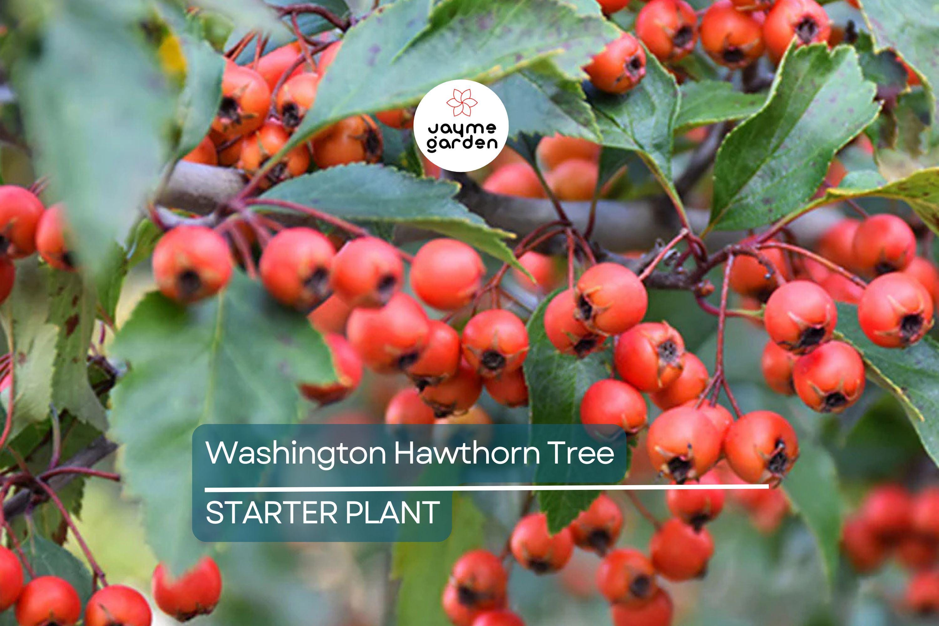 Washington Hawthorn Tree | Live Bare Root Plant | Crataegus phaenopyrum | 18-24" | Songbird Friendly | Zones 3–10