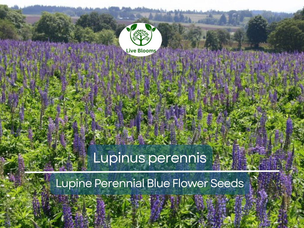 25 Seeds Lupine Perennial Blue for Planting – Lupinus perennis, Blue Flower, Hardy Plant, Easy to Grow, Attracts Pollinators, USDA Zones 3-9