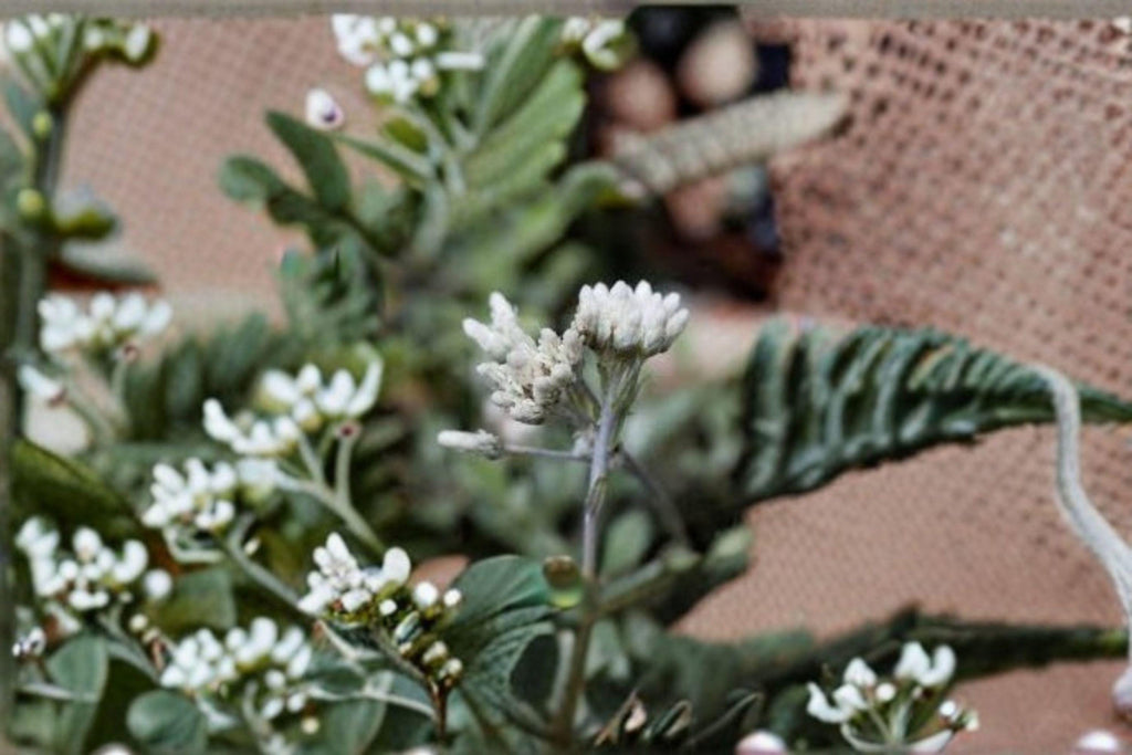 Antennaria neglecta/Prairie Pussytoes – 100 Seeds | Native Prairie Perennial | Low-Growing Groundcover | Host Plant for Butterflies