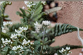 Antennaria neglecta/Prairie Pussytoes – 100 Seeds | Native Prairie Perennial | Low-Growing Groundcover | Host Plant for Butterflies