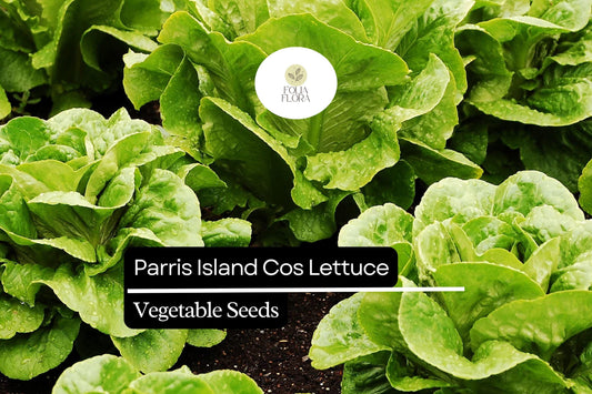 1000 Parris Island Cos Lettuce Seeds – Lactuca sativa – Heirloom Romaine, Crisp & Sweet, Heat-Tolerant, Easy to Grow