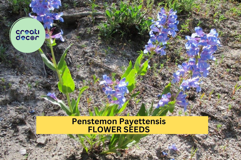 3pcs of 100mg Penstemon payettensis Seeds – Blue Wildflower for Pollinator Gardens, Rock Slopes, and Native Landscaping Seeds for Planting