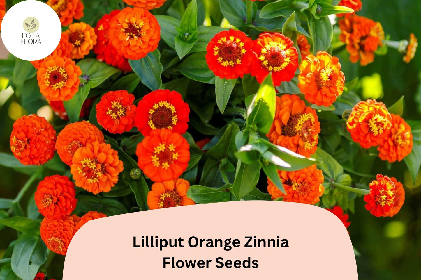 100+ Lilliput Orange Zinnia Seeds – Mini Pompon Blooms for Borders, Edging & Summer Gardens