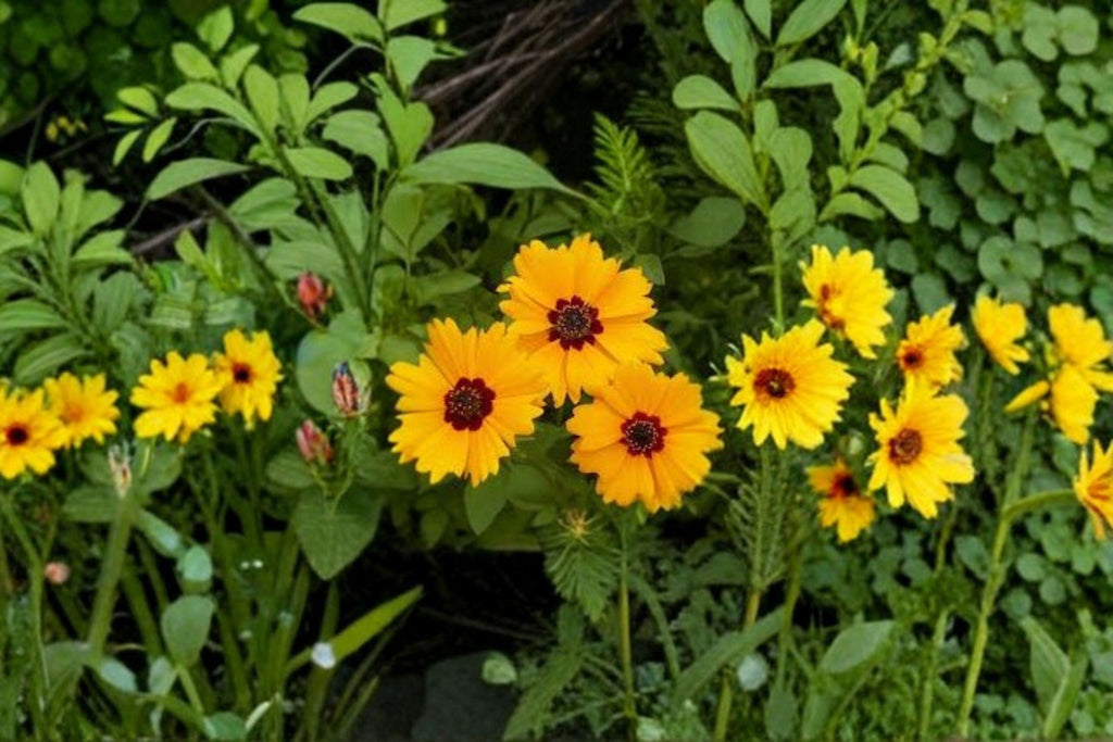 Golden Wave Tickseed – Coreopsis basalis, Native Annual Wildflower | Long Blooming (100 Seeds)