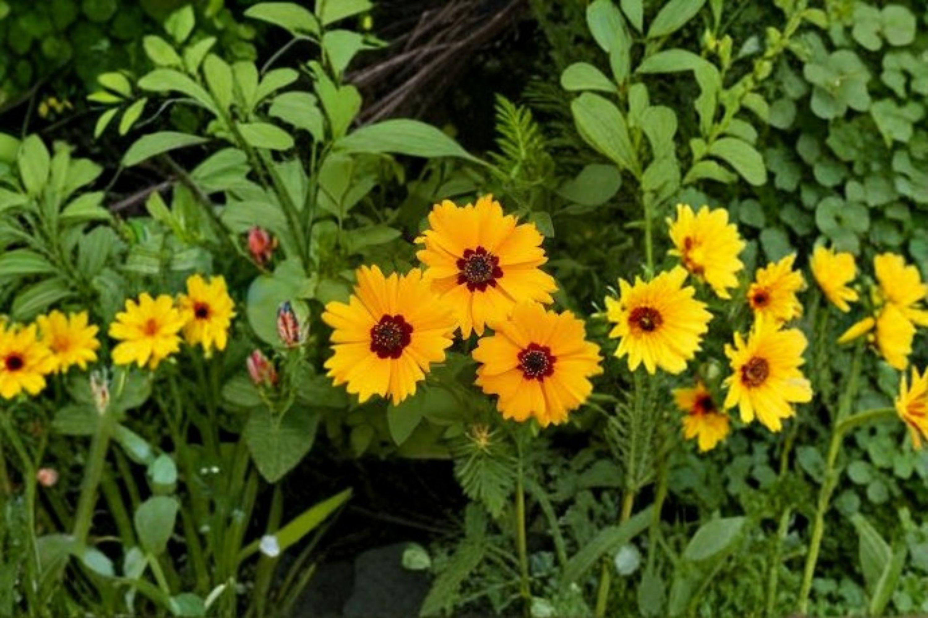 Golden Wave Tickseed – Coreopsis basalis, Native Annual Wildflower | Long Blooming (100 Seeds)