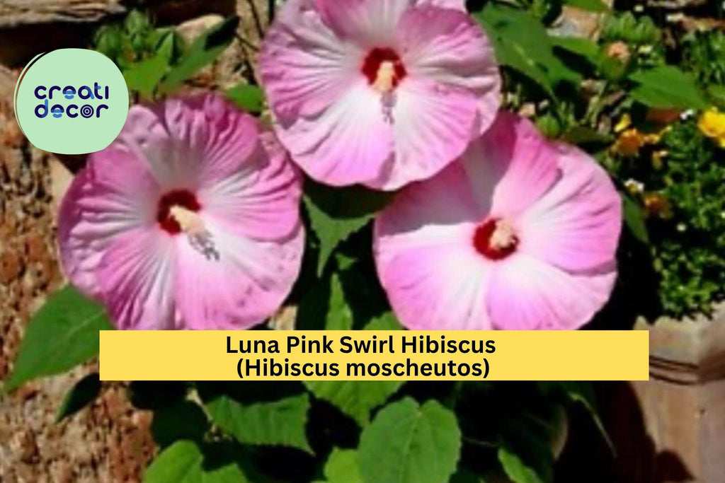 Luna Pink Swirl Hibiscus – Live Hibiscus moscheutos Rooted Starter Plant, Hardy Perennial with Huge 8–10” Pink & White Blooms Zones 5–9