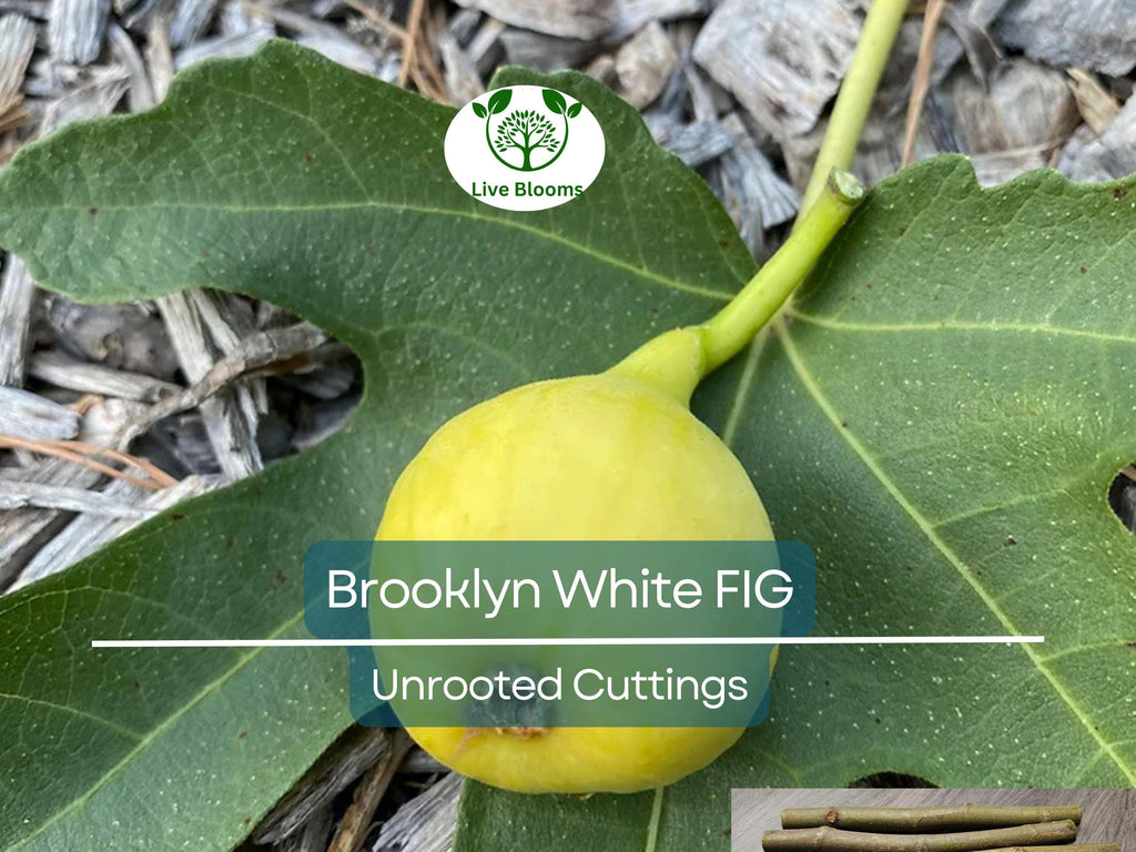 2 Brooklyn White Fig Unrooted Cuttings + Willow Water for Rooting, Fresh Figs, Fig Tree Propagation, Grow Brooklyn White Figs at Home