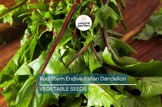 500 Red Stem Endive Italian Dandelion Seed (Chicory), Non-GMO Heirloom, Cold Tolerant, Free Shipping