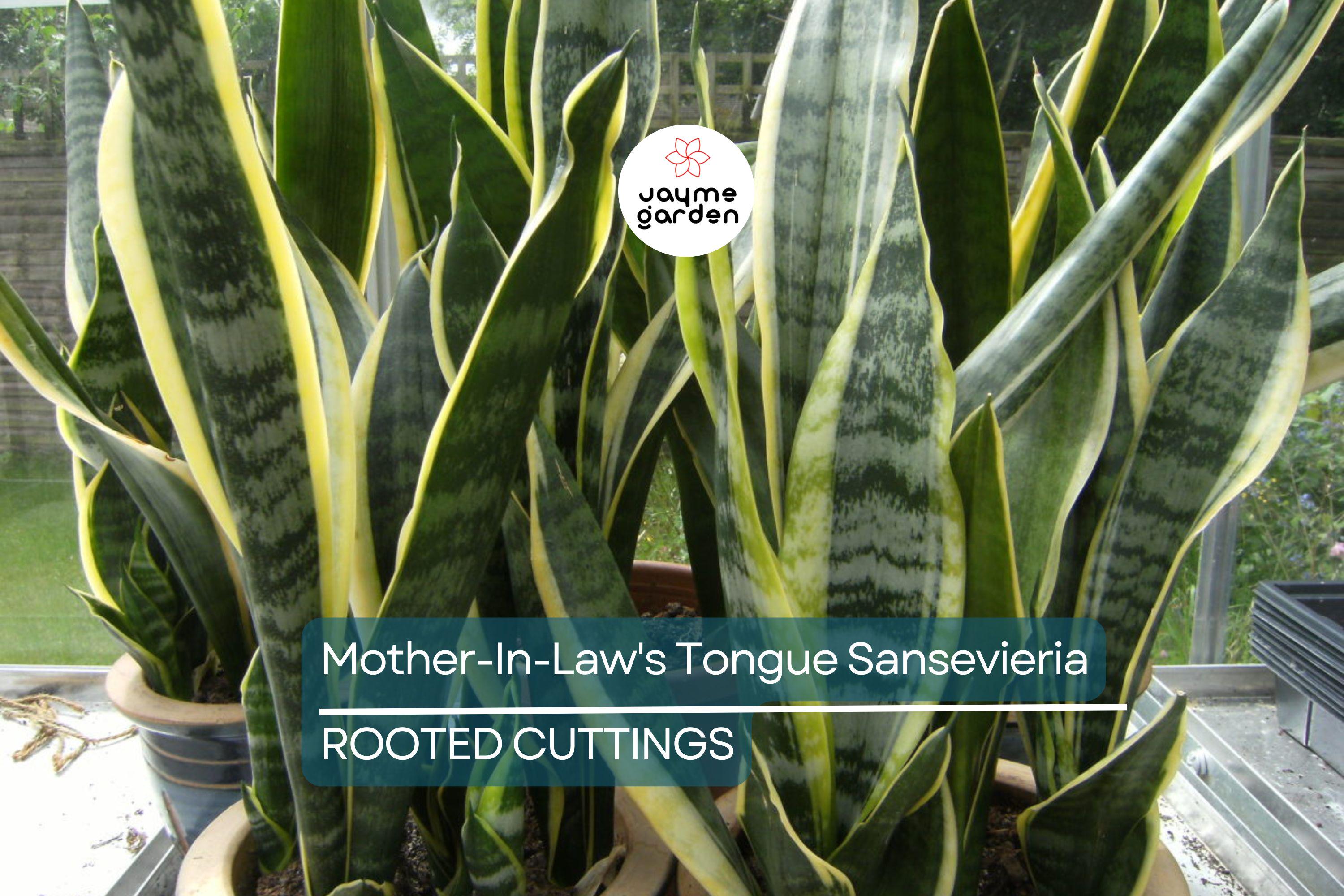 3 Snake Plant Cuttings with Roots - Mother-In-Law's Tongue Sansevieria - Live Plant Ready to Plant
