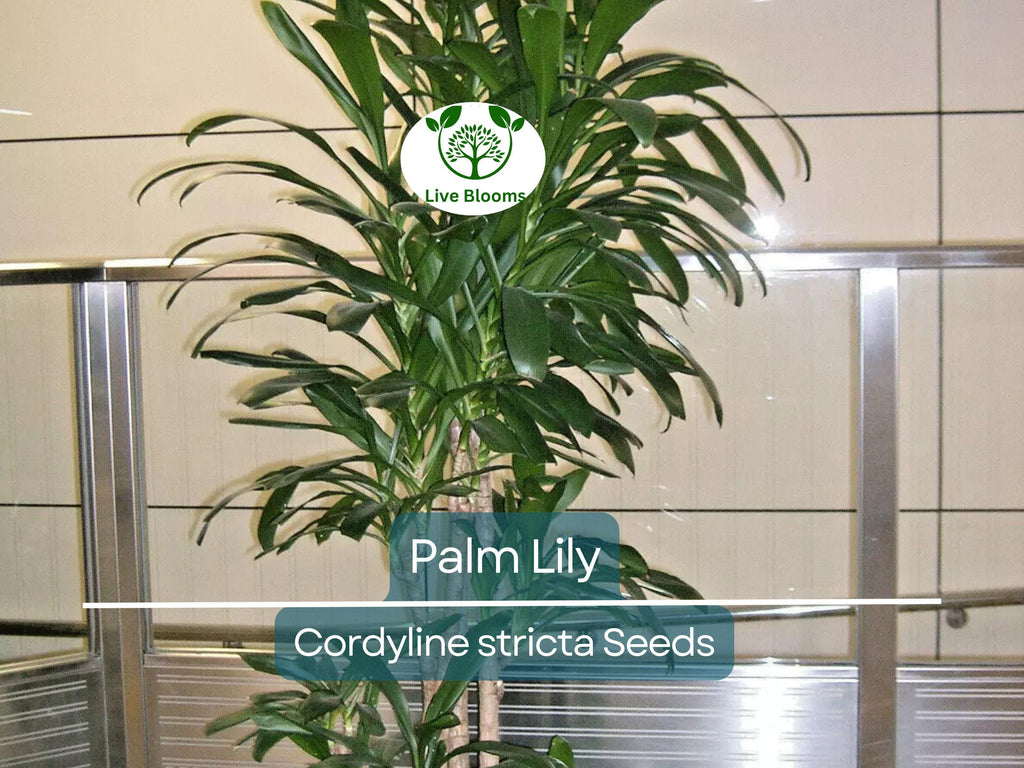 15 Easy Indoor Houseplant Seeds | Palm Lily (Cordyline stricta), Tropical Indoor Plant, Low Maintenance, Non-GMO, Decorative Houseplant