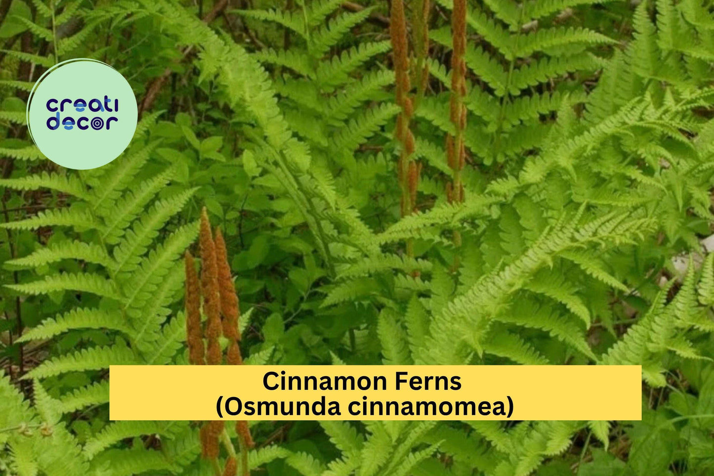 Cinnamon Fern Bare Root 3-Pack – Osmunda cinnamomea – Hardy Shade Perennial for Moist Woodland or Garden Borders