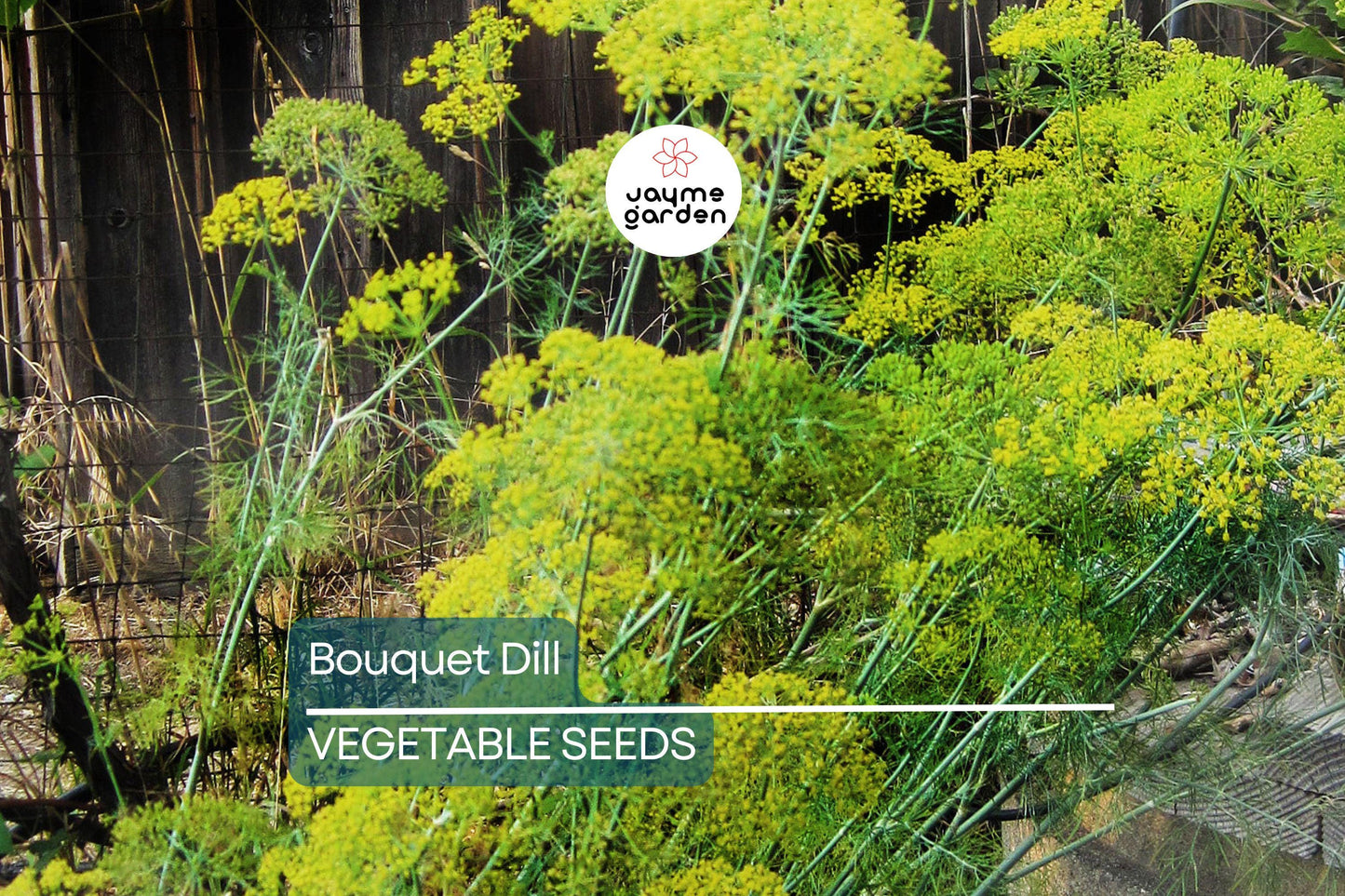 4,000 Bouquet Dill Seeds – Non-GMO Heirloom, Fast-Growing Culinary Herb, USA Seller, Free Shipping