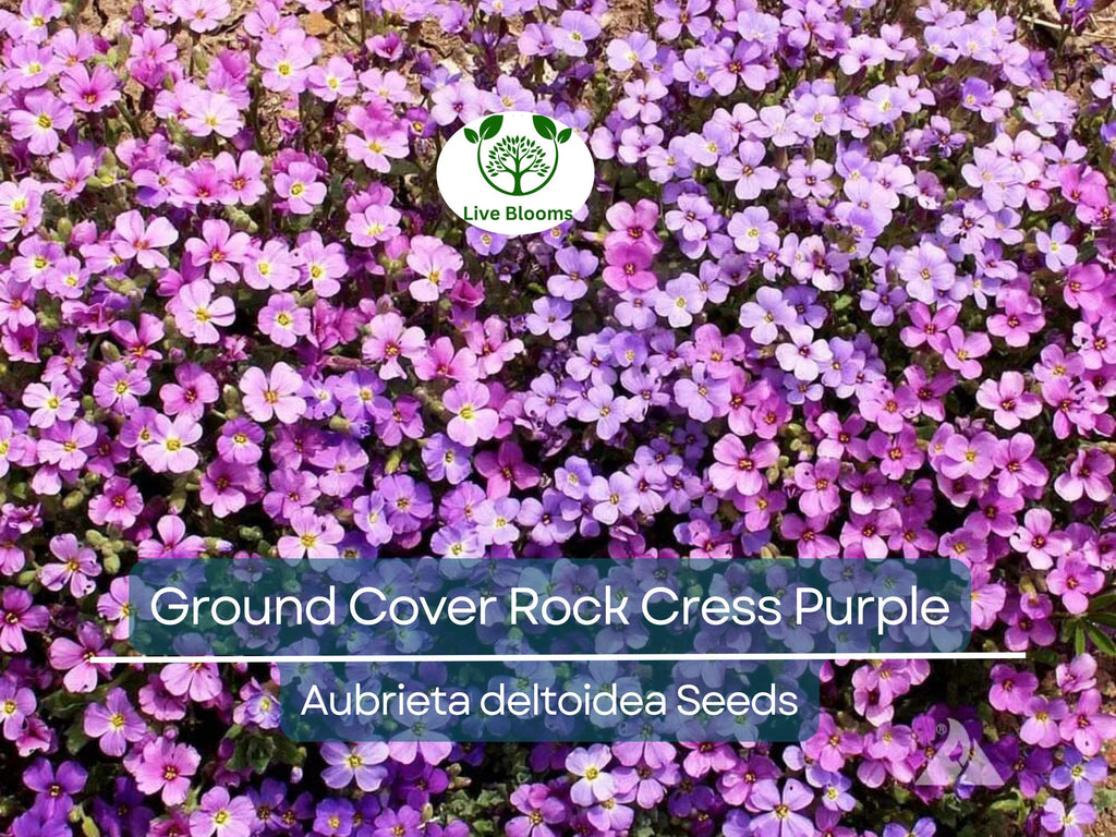 1000 Seeds Ground Cover ROCK CRESS Purple (Aubrieta deltoidea) Fragrant Flowers, Non-GMO, Pollinator Friendly, Perfect for Garden Borders