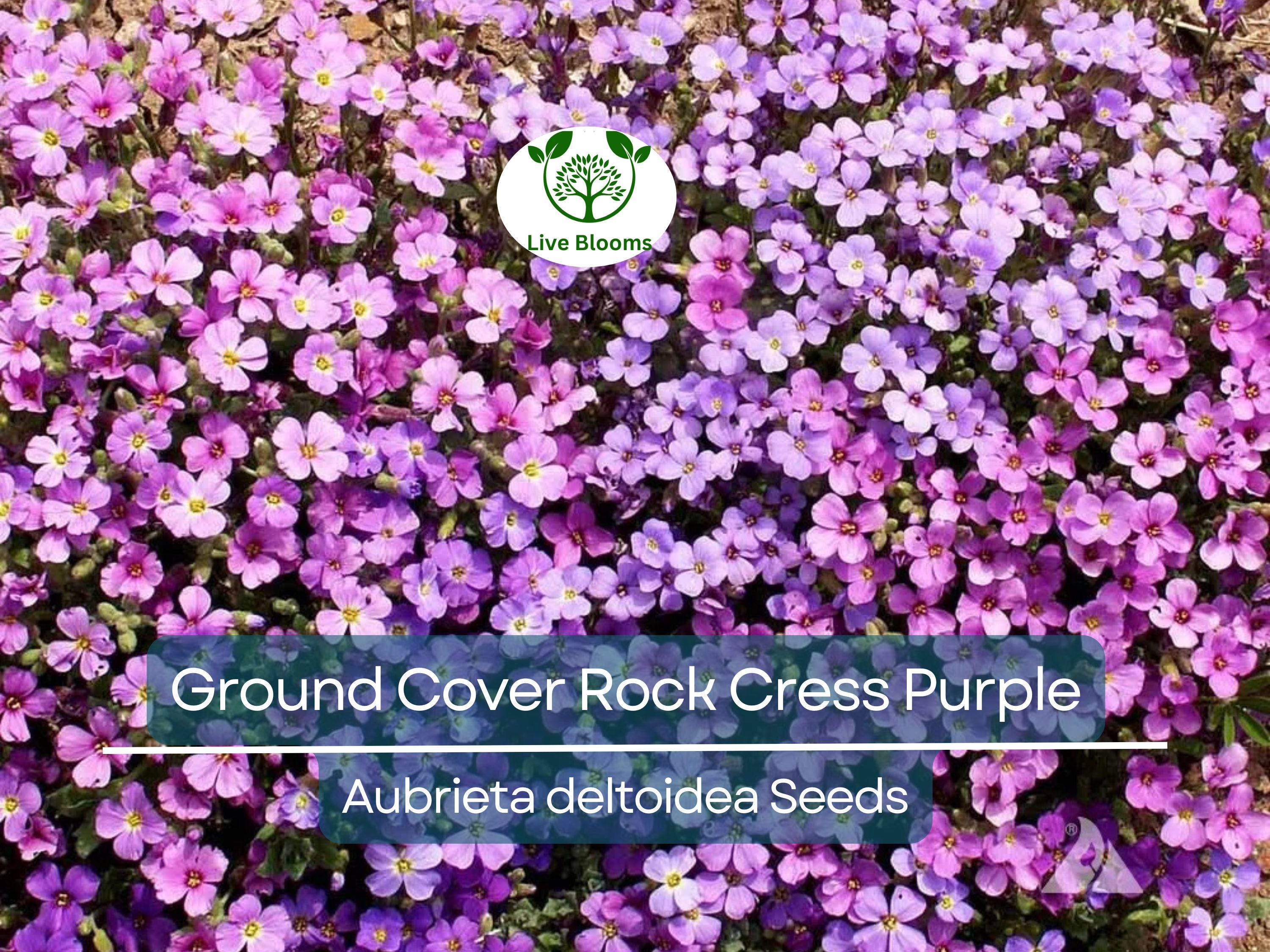1000 Seeds Ground Cover ROCK CRESS Purple (Aubrieta deltoidea) Fragrant Flowers, Non-GMO, Pollinator Friendly, Perfect for Garden Borders
