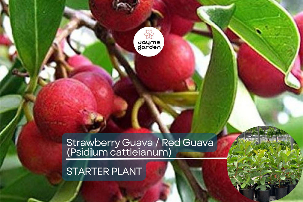 1 Red Guava Tropical Fruit Tree (Psidium guajava) 12”-24” - Sweet, Nutrient-Rich, Tropical Delight for Gardens