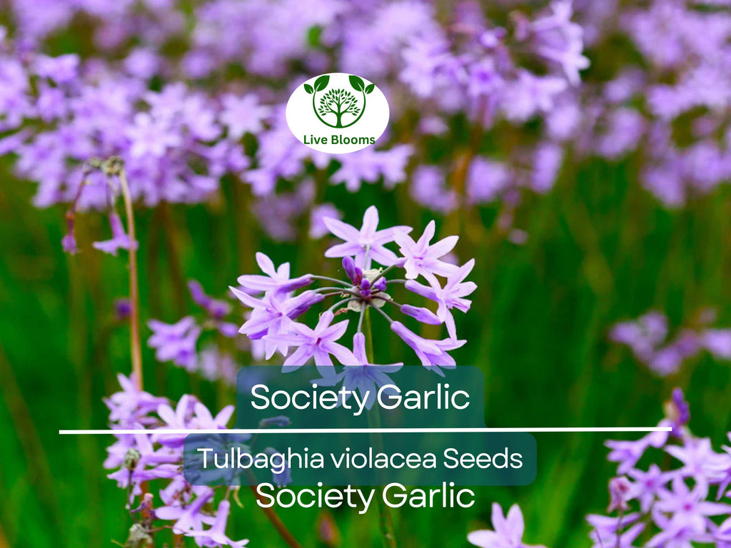 50 Society Garlic Seeds - Ornamental, Edible, Perennial, Flowering (T. violacea) - Purple Blooms, Aromatic, Garden & Culinary Use