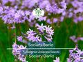 50 Society Garlic Seeds - Ornamental, Edible, Perennial, Flowering (T. violacea) - Purple Blooms, Aromatic, Garden & Culinary Use